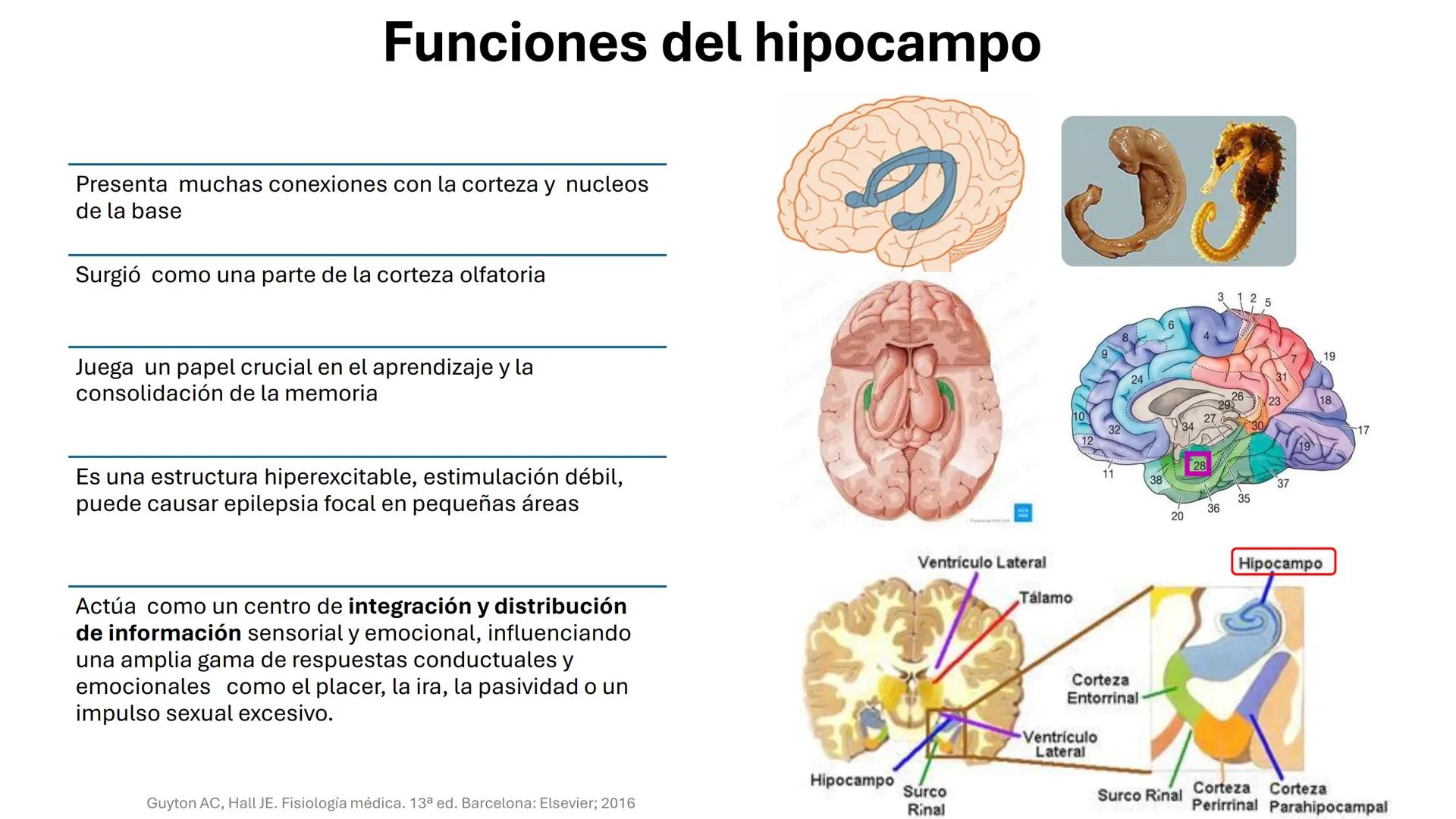 Universidad
icesi
El sistema límbico
y sus estructuras
Geraldine Santacruz Jiménez RN, CMSc
Departamento de Ciencias Farmacéuticas y Química
