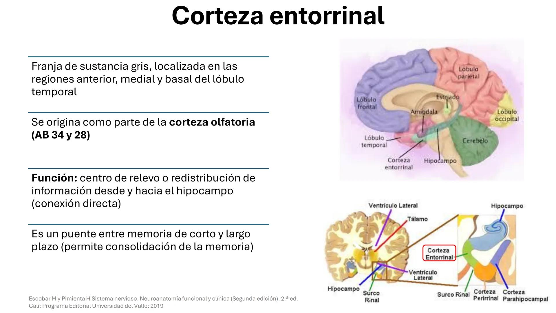 Universidad
icesi
El sistema límbico
y sus estructuras
Geraldine Santacruz Jiménez RN, CMSc
Departamento de Ciencias Farmacéuticas y Química