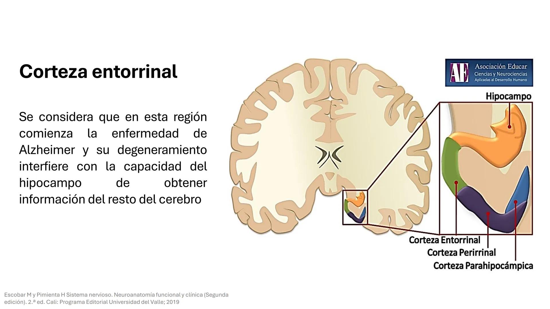 Universidad
icesi
El sistema límbico
y sus estructuras
Geraldine Santacruz Jiménez RN, CMSc
Departamento de Ciencias Farmacéuticas y Química