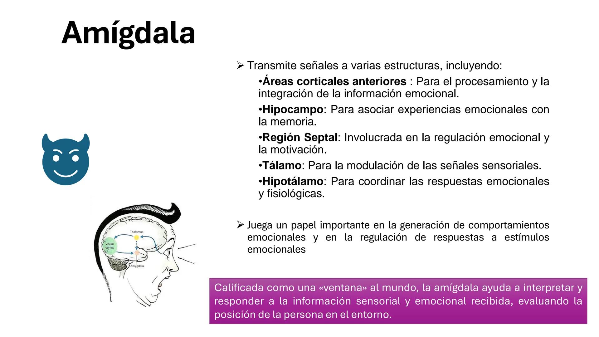Universidad
icesi
El sistema límbico
y sus estructuras
Geraldine Santacruz Jiménez RN, CMSc
Departamento de Ciencias Farmacéuticas y Química