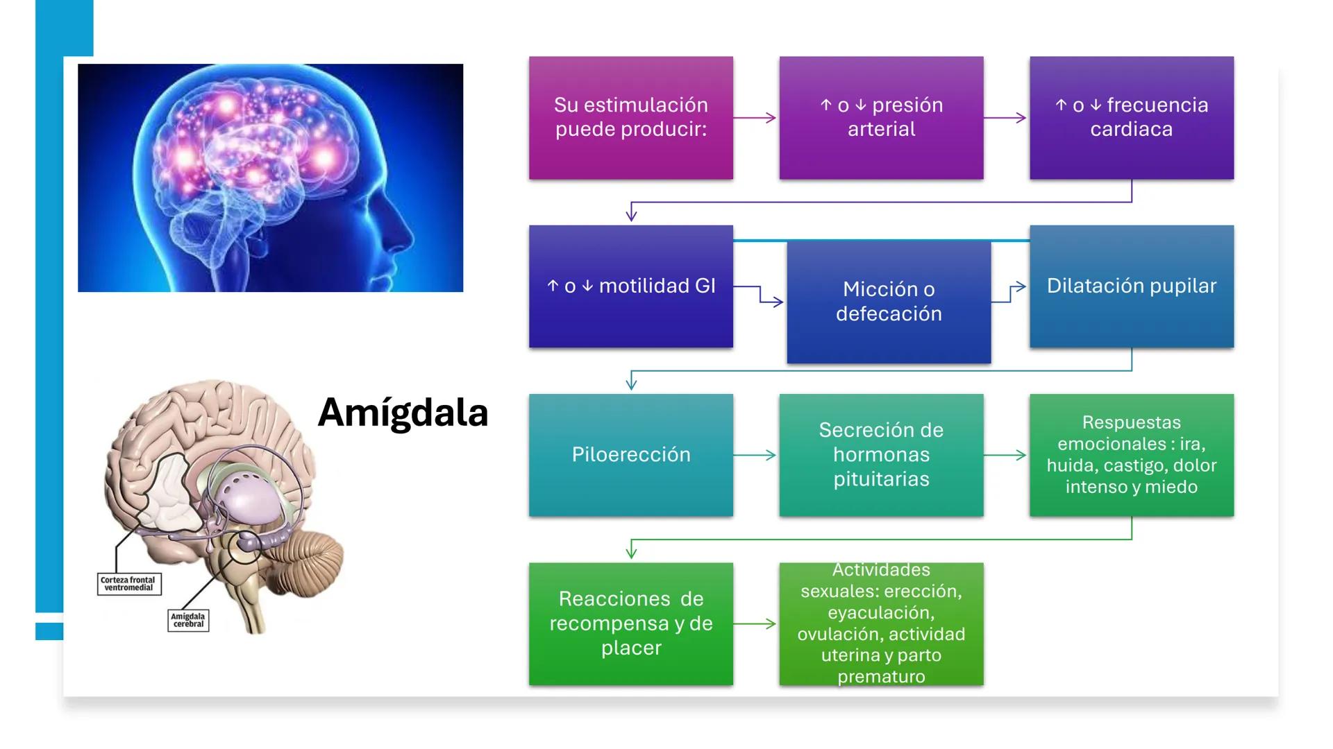 Universidad
icesi
El sistema límbico
y sus estructuras
Geraldine Santacruz Jiménez RN, CMSc
Departamento de Ciencias Farmacéuticas y Química