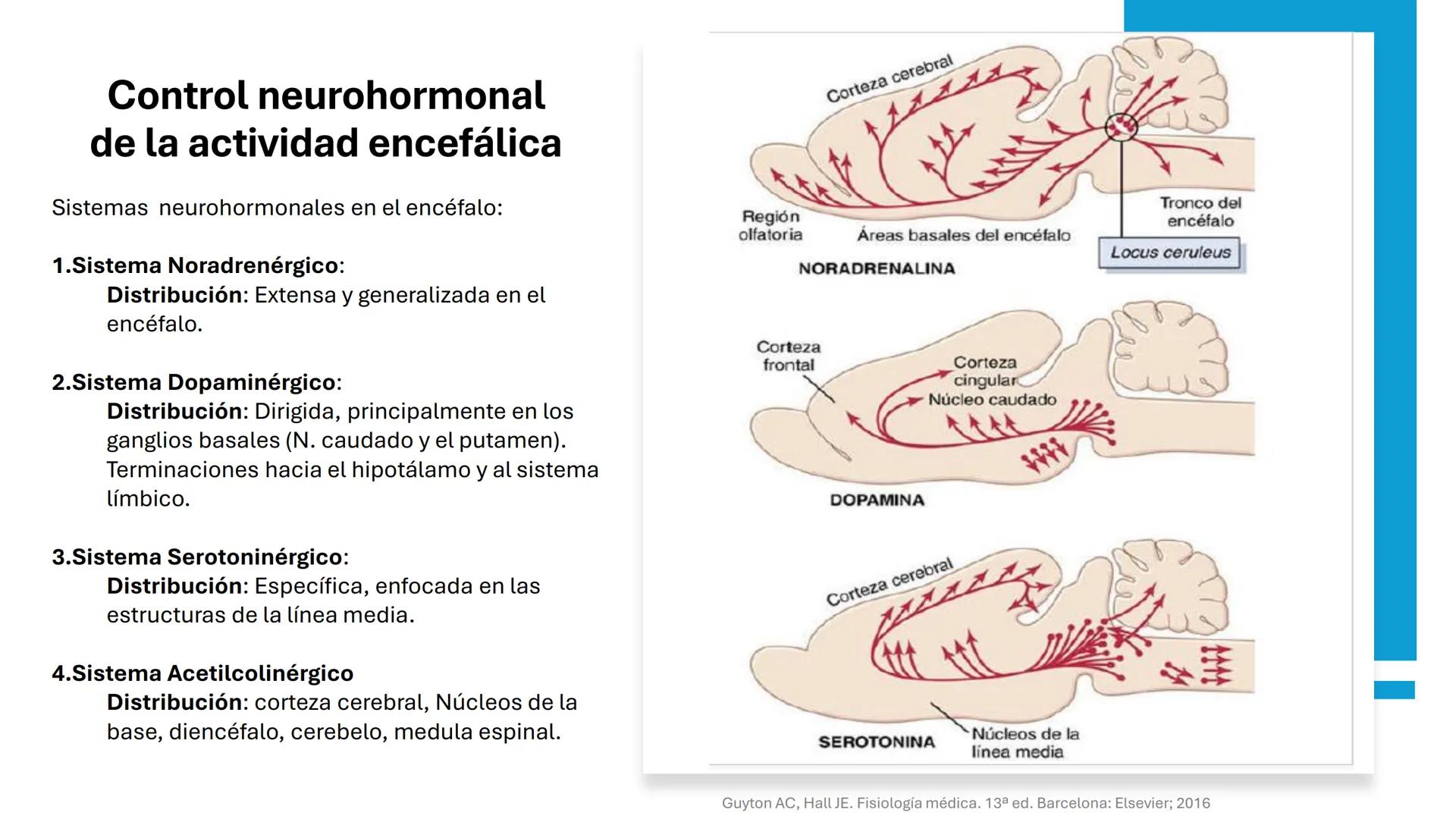 Universidad
icesi
El sistema límbico
y sus estructuras
Geraldine Santacruz Jiménez RN, CMSc
Departamento de Ciencias Farmacéuticas y Química