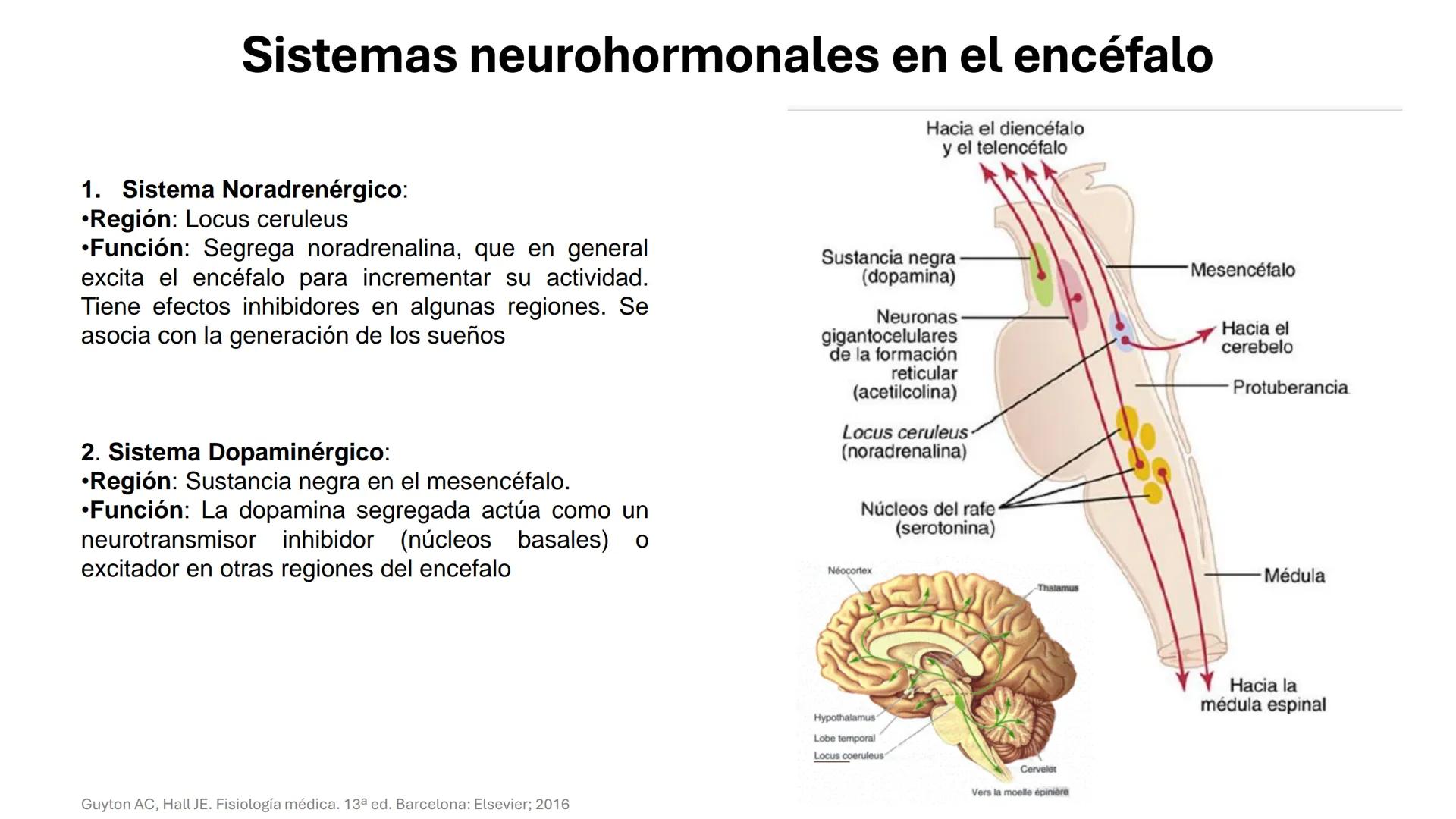 Universidad
icesi
El sistema límbico
y sus estructuras
Geraldine Santacruz Jiménez RN, CMSc
Departamento de Ciencias Farmacéuticas y Química