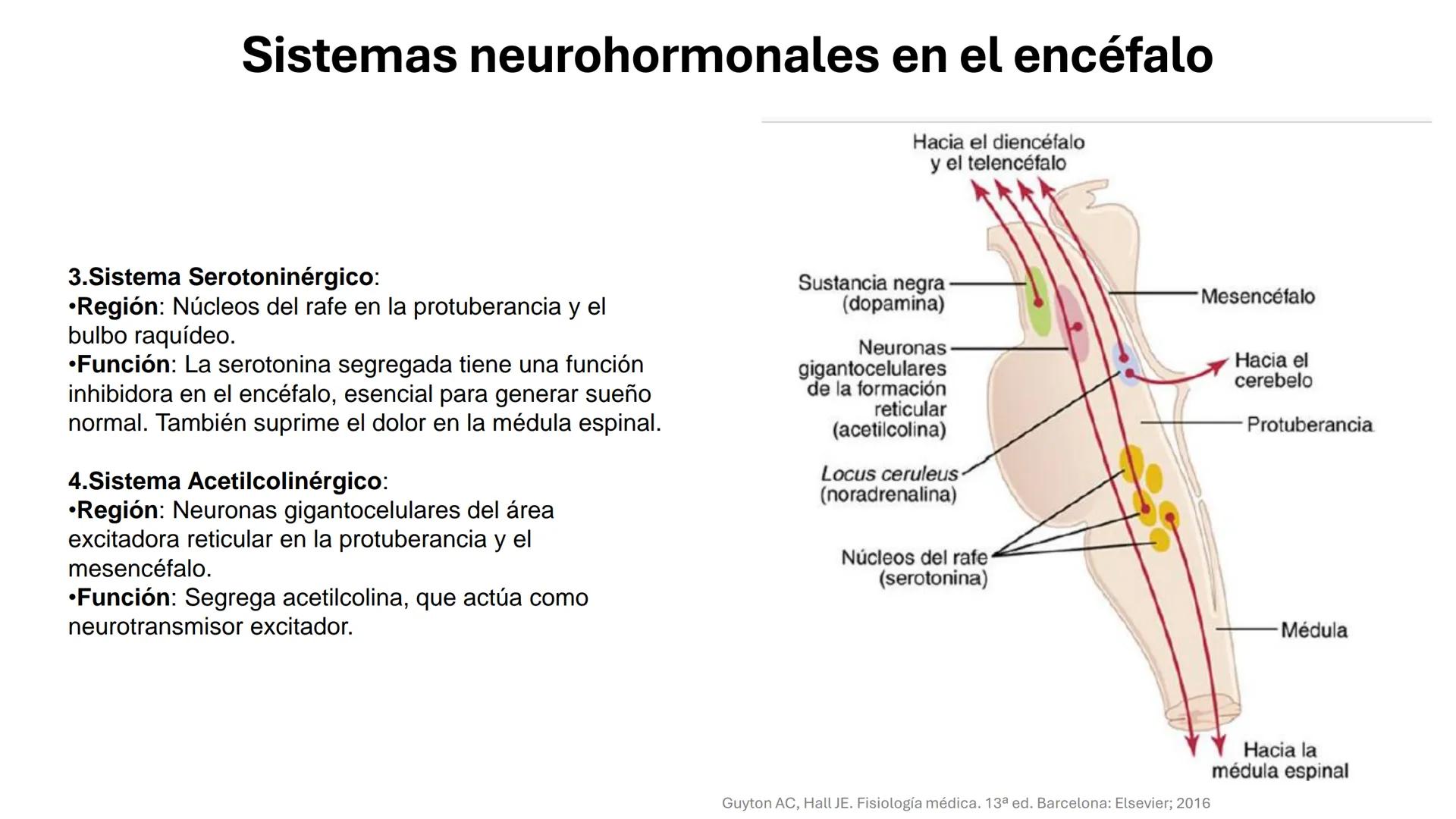 Universidad
icesi
El sistema límbico
y sus estructuras
Geraldine Santacruz Jiménez RN, CMSc
Departamento de Ciencias Farmacéuticas y Química