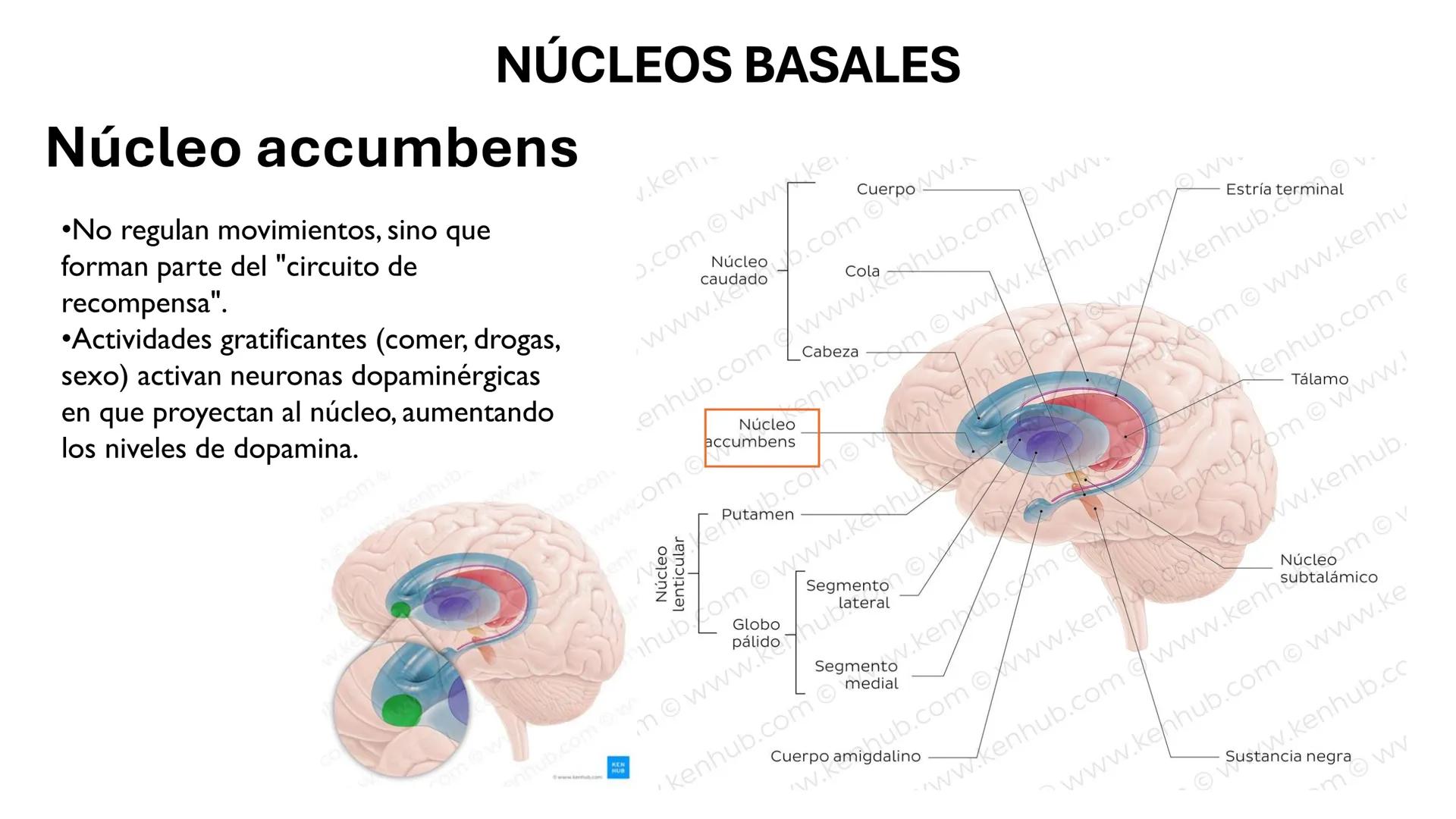 Universidad
icesi
El sistema límbico
y sus estructuras
Geraldine Santacruz Jiménez RN, CMSc
Departamento de Ciencias Farmacéuticas y Química
