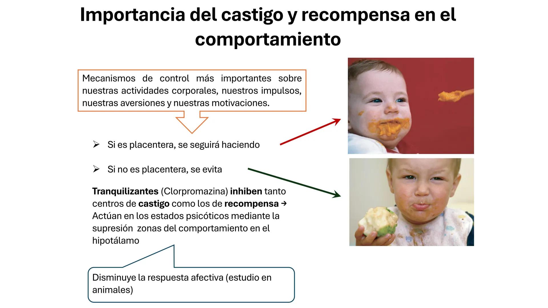 Universidad
icesi
El sistema límbico
y sus estructuras
Geraldine Santacruz Jiménez RN, CMSc
Departamento de Ciencias Farmacéuticas y Química