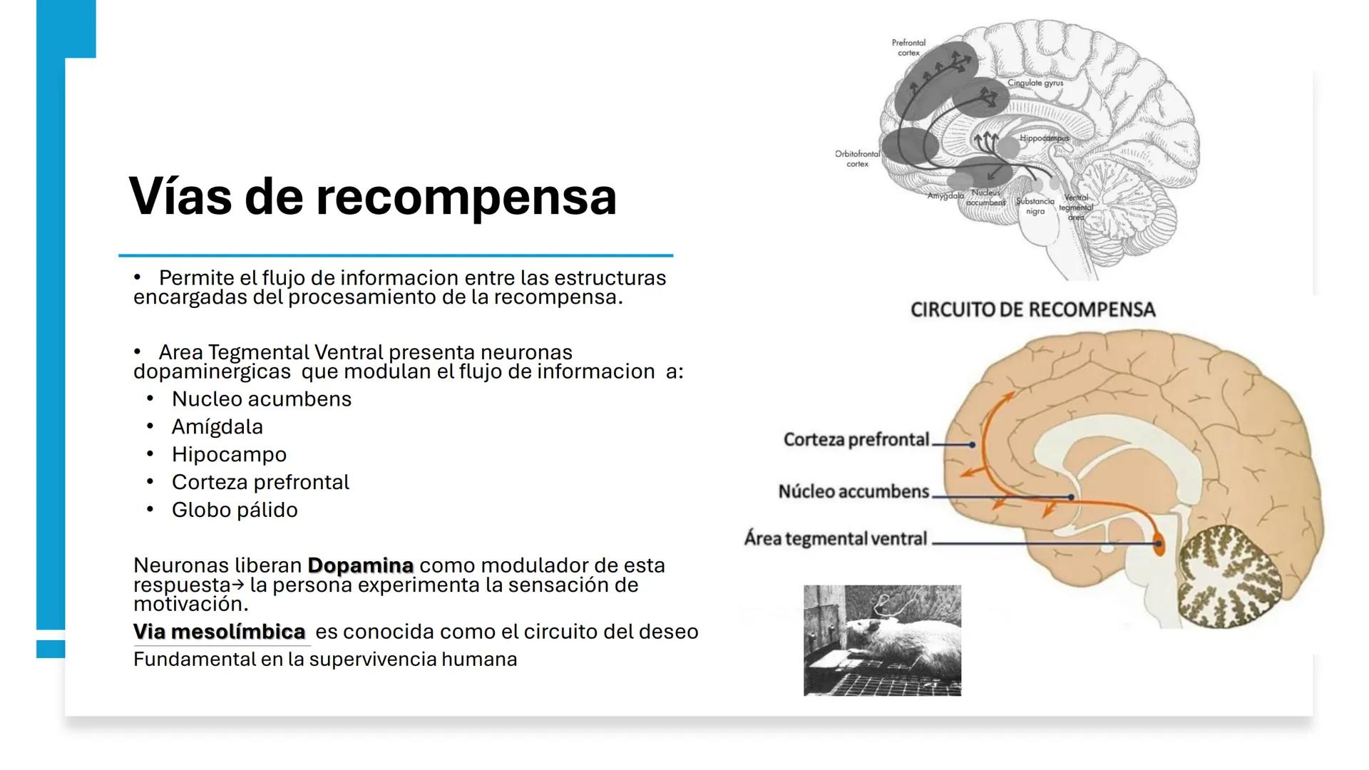 Universidad
icesi
El sistema límbico
y sus estructuras
Geraldine Santacruz Jiménez RN, CMSc
Departamento de Ciencias Farmacéuticas y Química