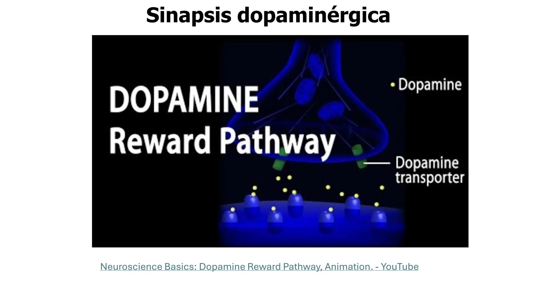 Universidad
icesi
El sistema límbico
y sus estructuras
Geraldine Santacruz Jiménez RN, CMSc
Departamento de Ciencias Farmacéuticas y Química