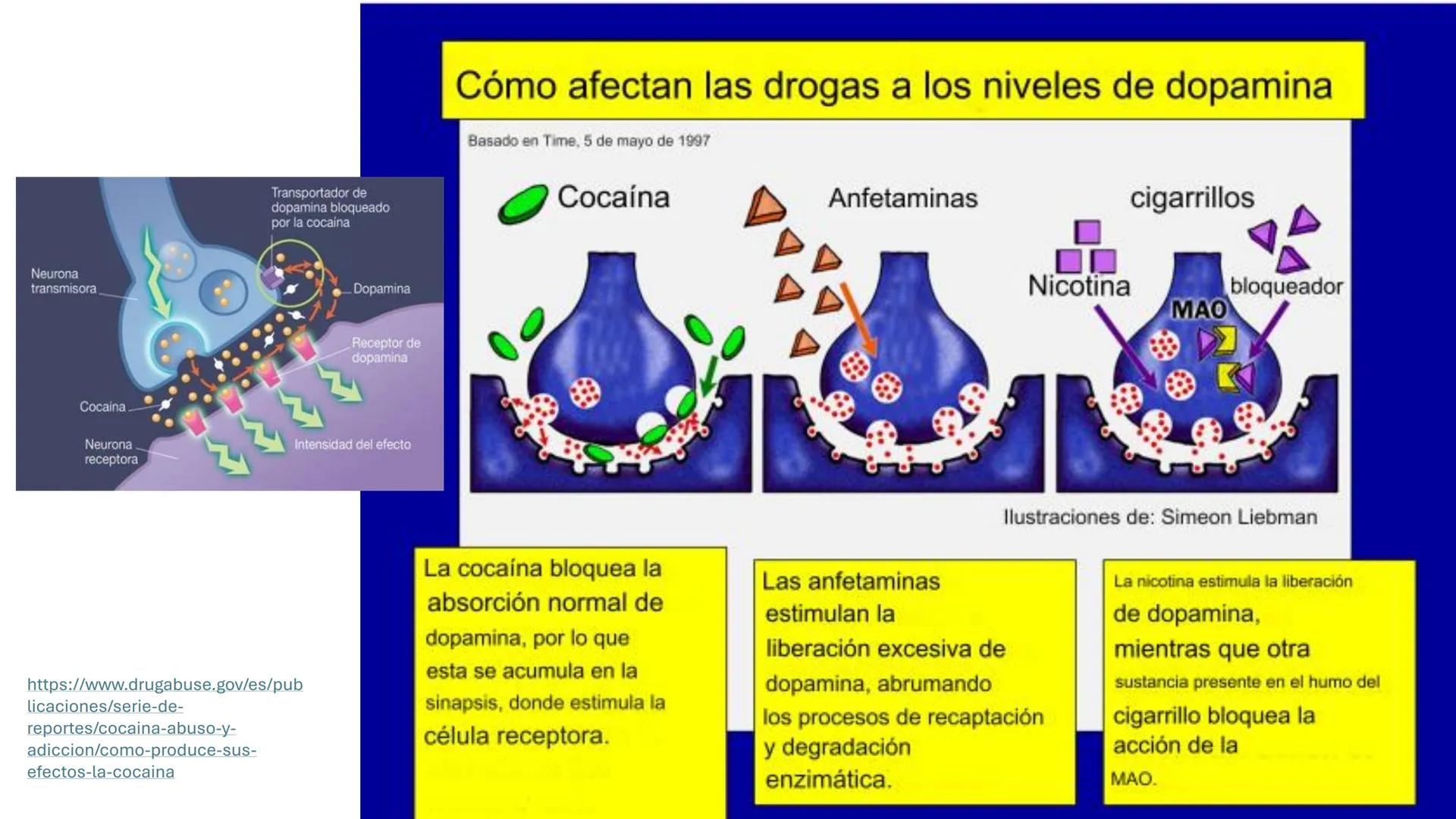 Universidad
icesi
El sistema límbico
y sus estructuras
Geraldine Santacruz Jiménez RN, CMSc
Departamento de Ciencias Farmacéuticas y Química
