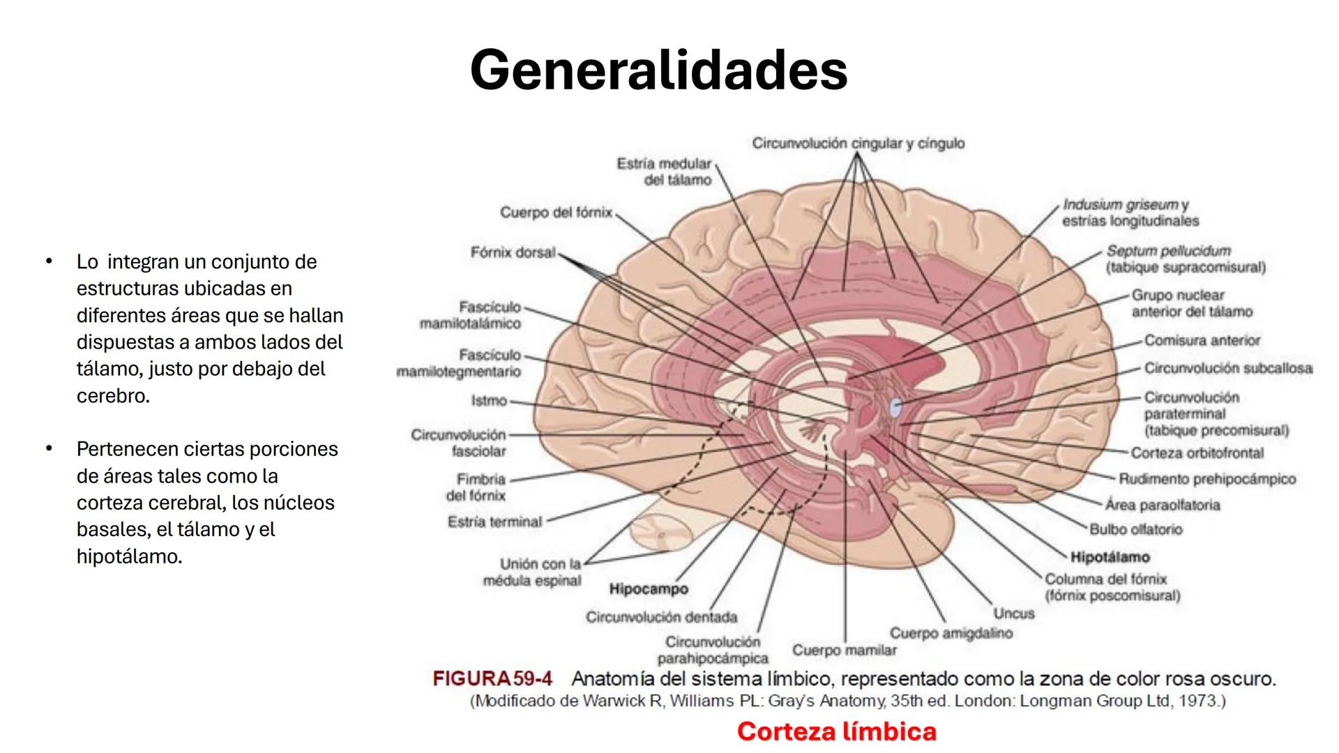 Universidad
icesi
El sistema límbico
y sus estructuras
Geraldine Santacruz Jiménez RN, CMSc
Departamento de Ciencias Farmacéuticas y Química