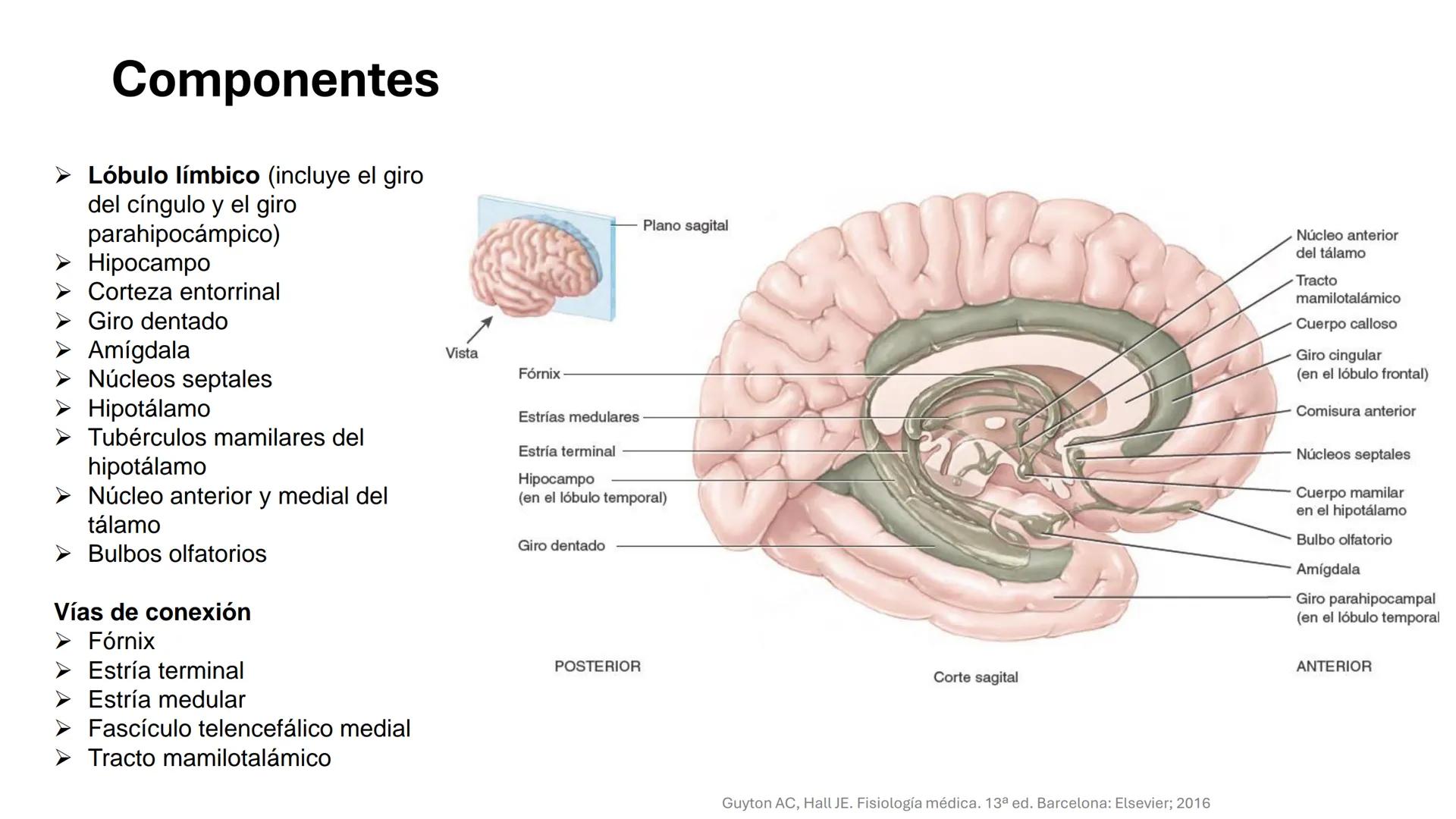 Universidad
icesi
El sistema límbico
y sus estructuras
Geraldine Santacruz Jiménez RN, CMSc
Departamento de Ciencias Farmacéuticas y Química