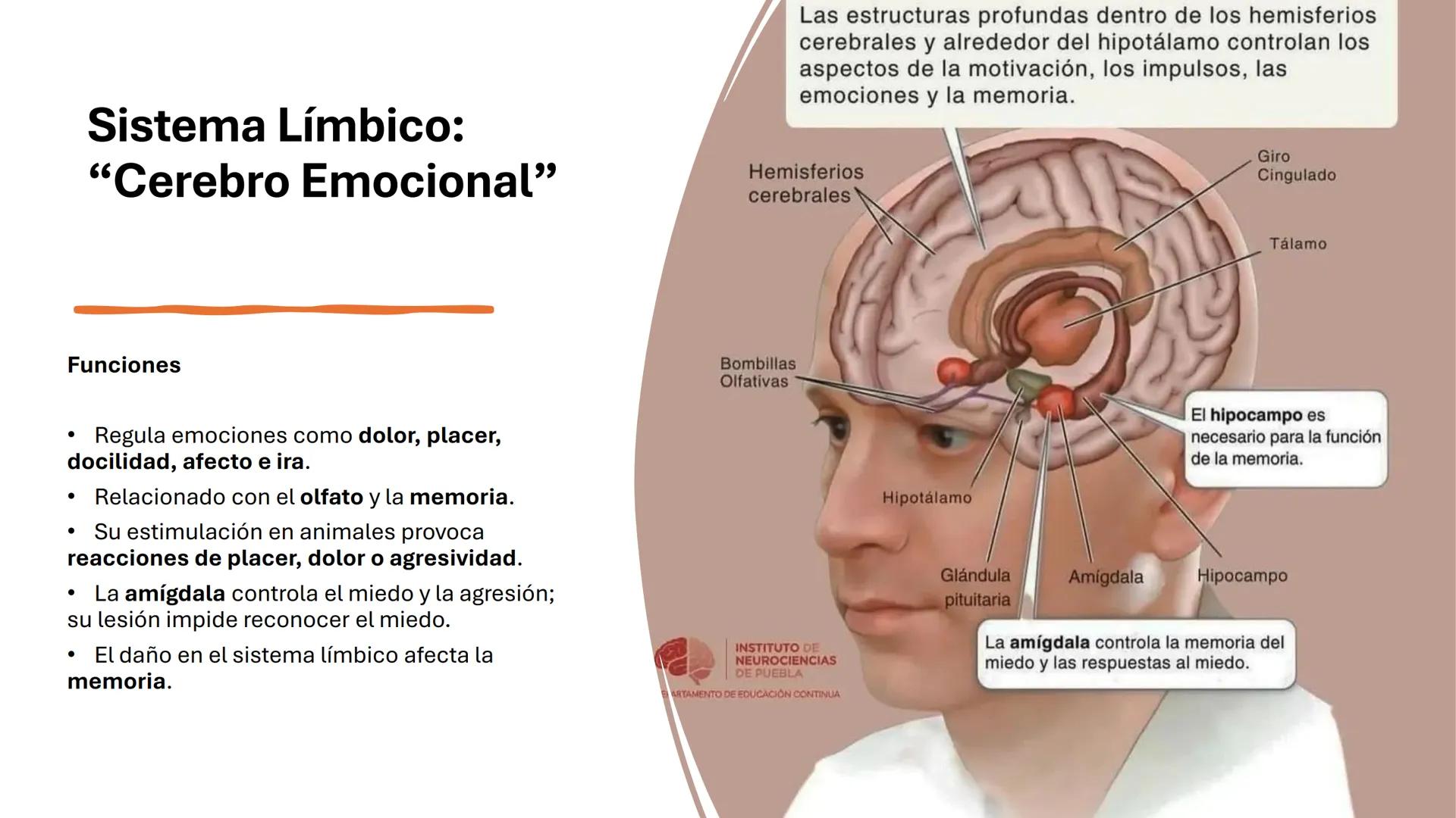 Universidad
icesi
El sistema límbico
y sus estructuras
Geraldine Santacruz Jiménez RN, CMSc
Departamento de Ciencias Farmacéuticas y Química