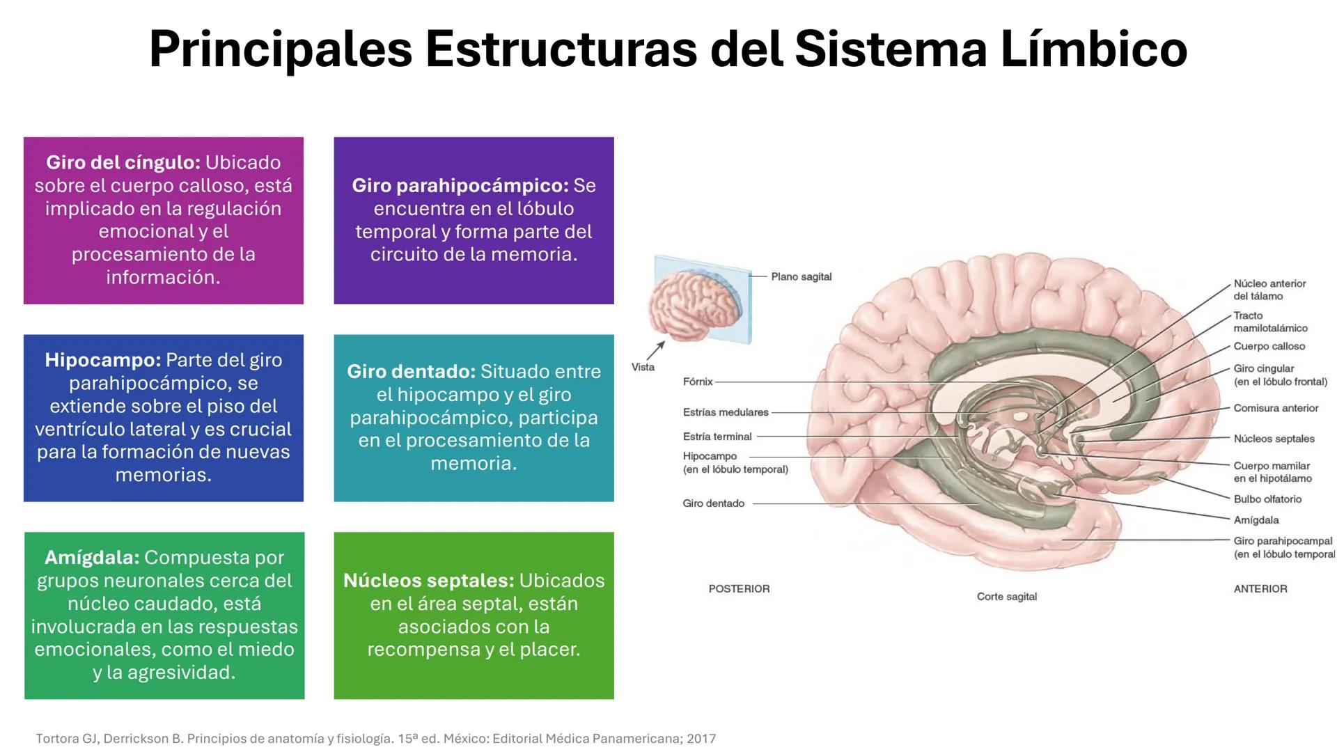 Universidad
icesi
El sistema límbico
y sus estructuras
Geraldine Santacruz Jiménez RN, CMSc
Departamento de Ciencias Farmacéuticas y Química