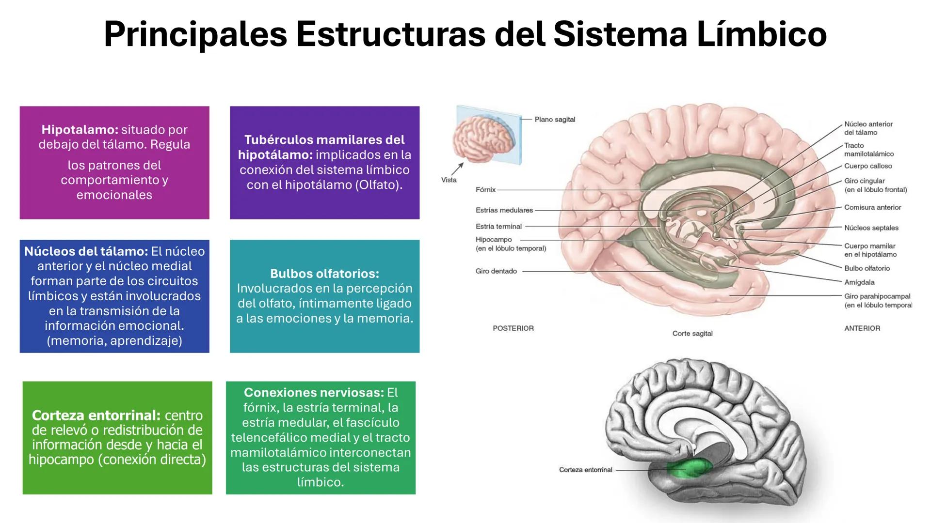 Universidad
icesi
El sistema límbico
y sus estructuras
Geraldine Santacruz Jiménez RN, CMSc
Departamento de Ciencias Farmacéuticas y Química