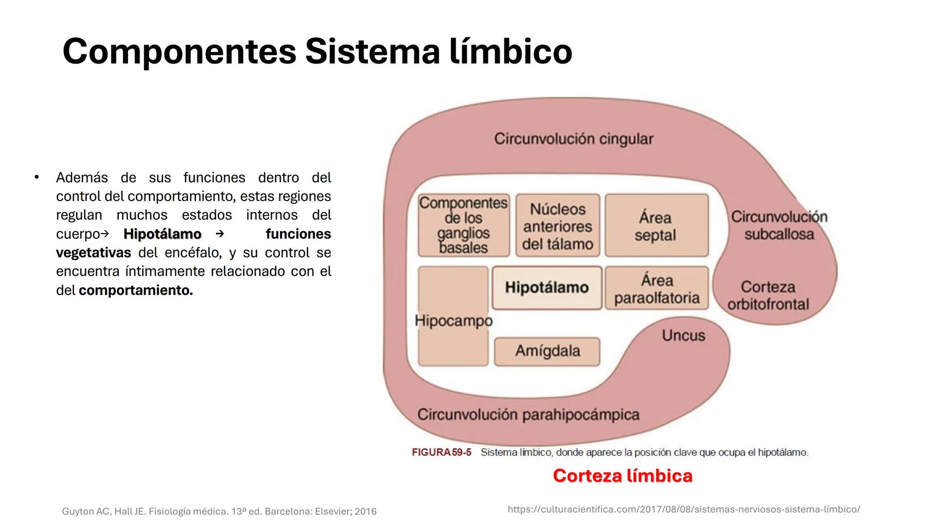 Universidad
icesi
El sistema límbico
y sus estructuras
Geraldine Santacruz Jiménez RN, CMSc
Departamento de Ciencias Farmacéuticas y Química