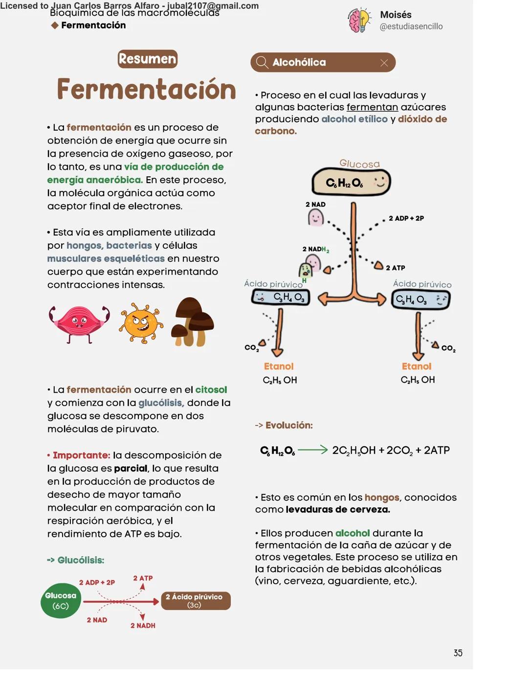 Licensed to Juan Carlos Barros Alfaro - jubal2107@gmail.com
Bioquímica de las macromoléculas
◆ Fermentación
Moisés
@estudiasencillo
Resume