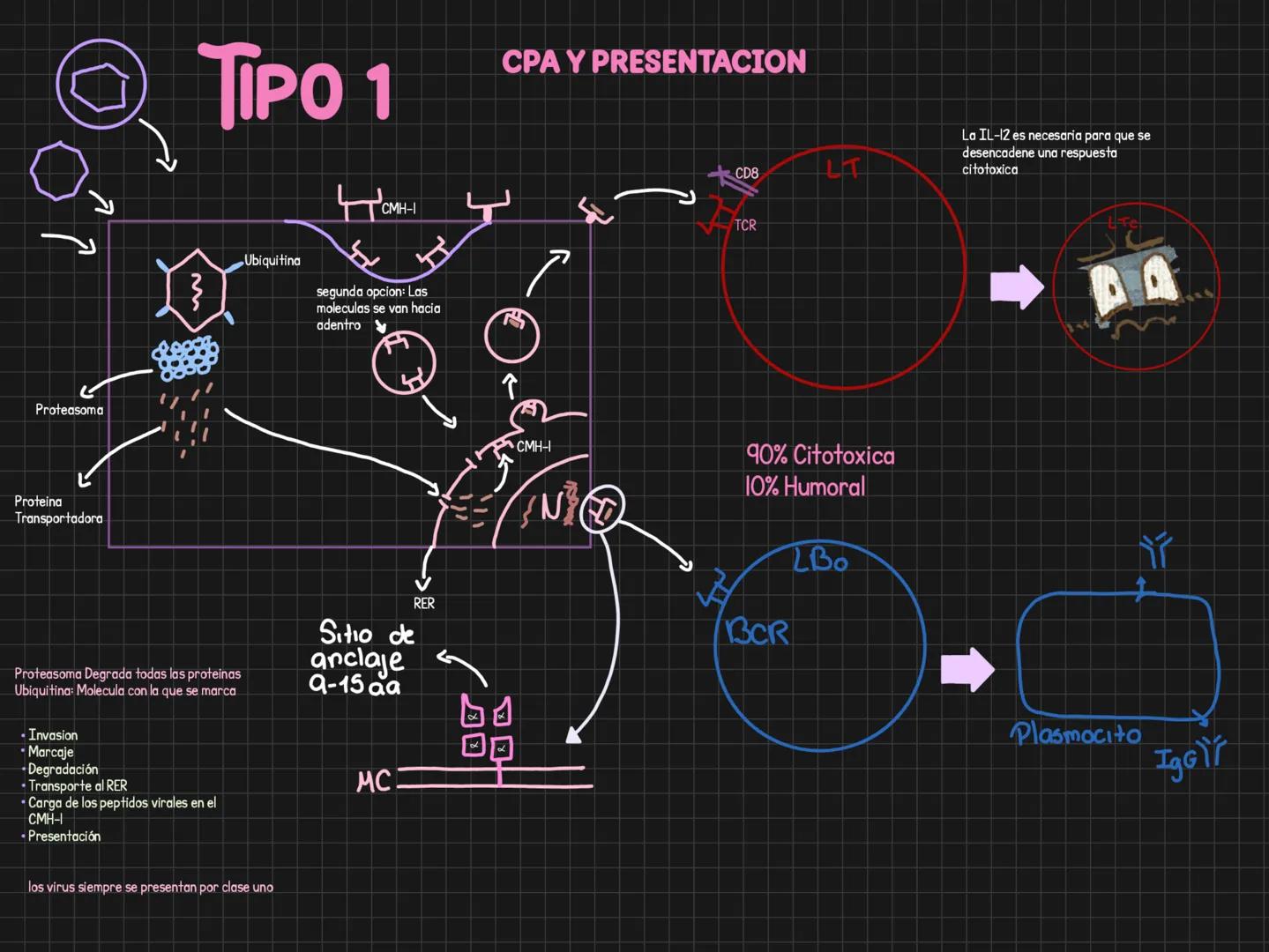 Citoquinas = Comunicación celular
Generalidades
Para que sirven? llamado = Comunicar algo que ocurre
-Activar
-Inducir migración
Induci