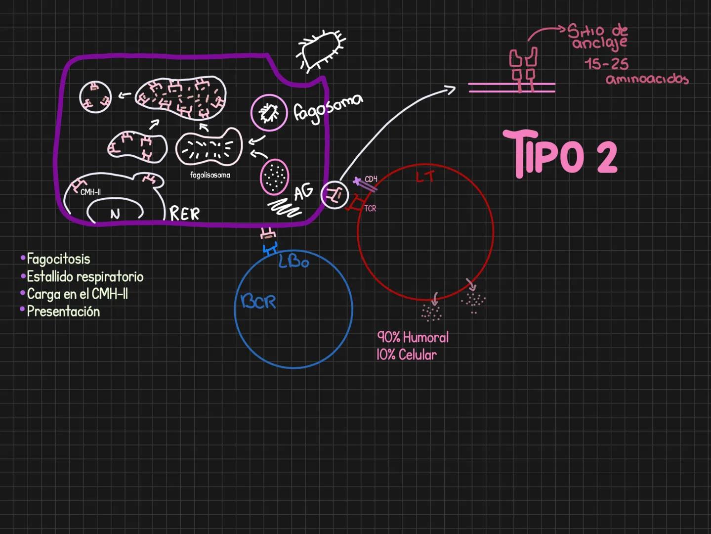 Citoquinas = Comunicación celular
Generalidades
Para que sirven? llamado = Comunicar algo que ocurre
-Activar
-Inducir migración
Induci
