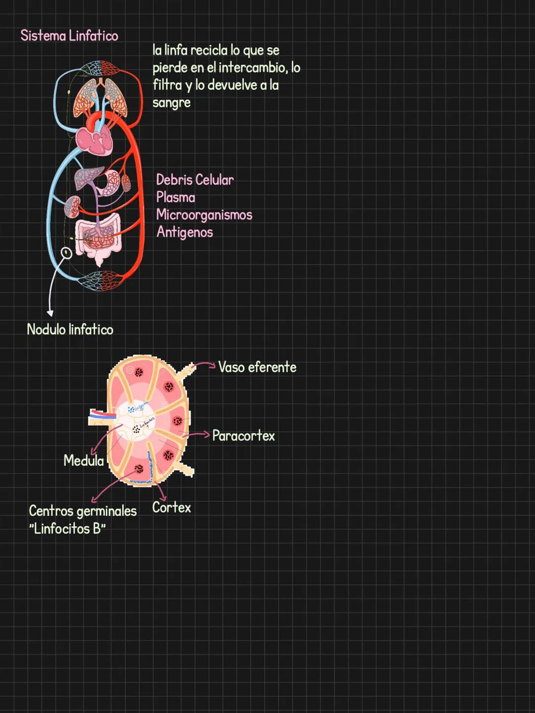 Citoquinas = Comunicación celular
Generalidades
Para que sirven? llamado = Comunicar algo que ocurre
-Activar
-Inducir migración
Induci