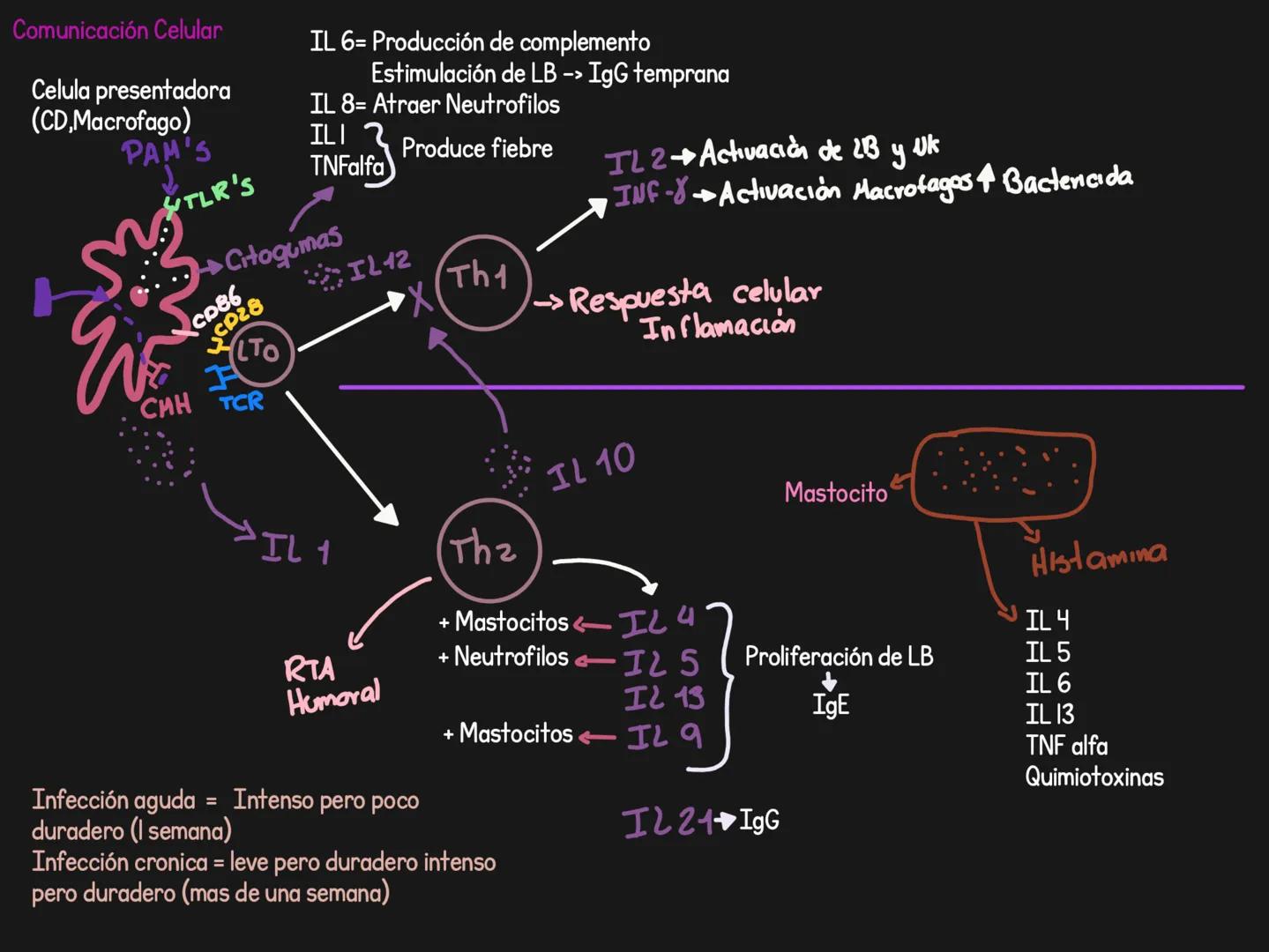 Citoquinas = Comunicación celular
Generalidades
Para que sirven? llamado = Comunicar algo que ocurre
-Activar
-Inducir migración
Induci