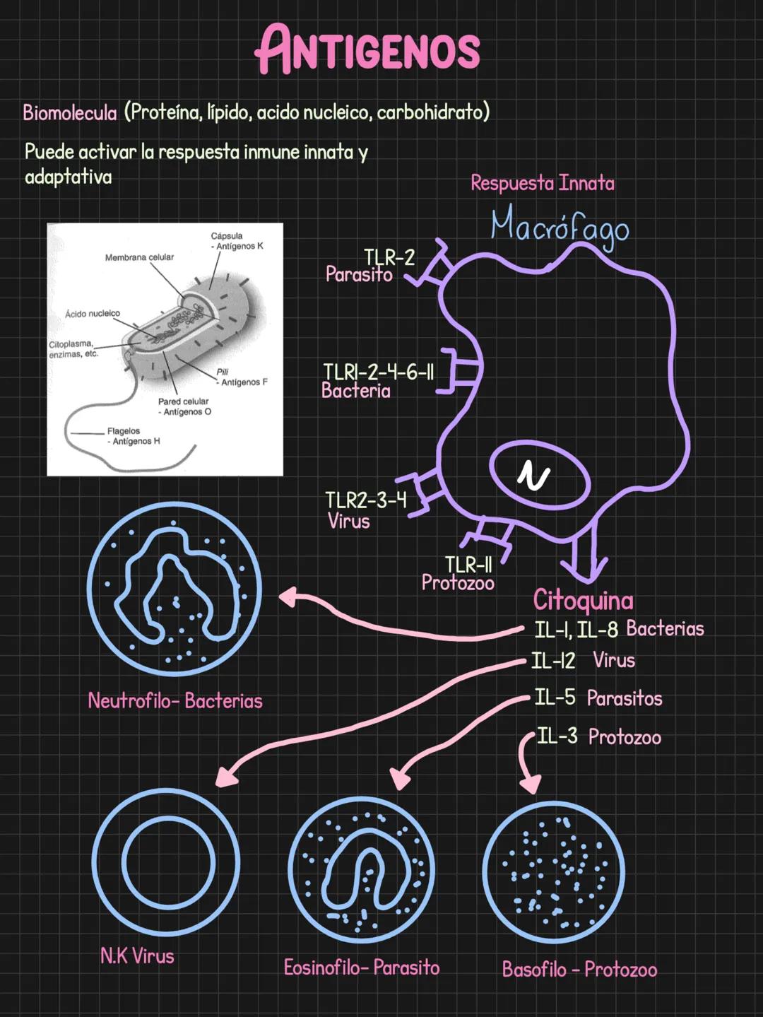 Citoquinas = Comunicación celular
Generalidades
Para que sirven? llamado = Comunicar algo que ocurre
-Activar
-Inducir migración
Induci
