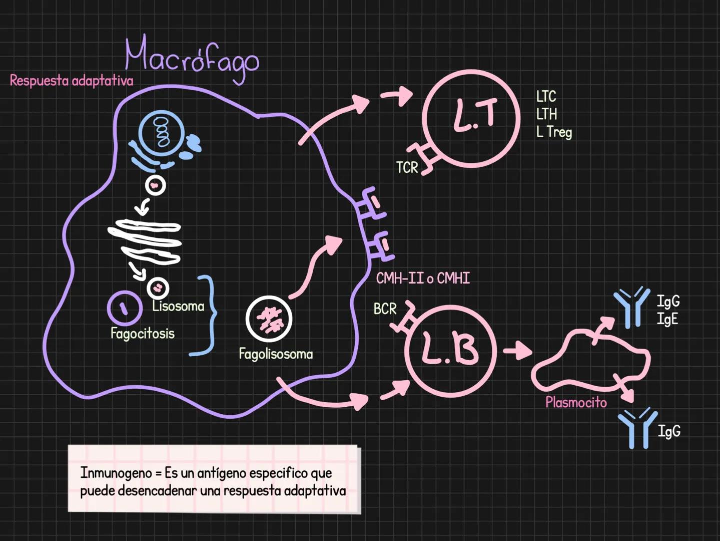 Citoquinas = Comunicación celular
Generalidades
Para que sirven? llamado = Comunicar algo que ocurre
-Activar
-Inducir migración
Induci