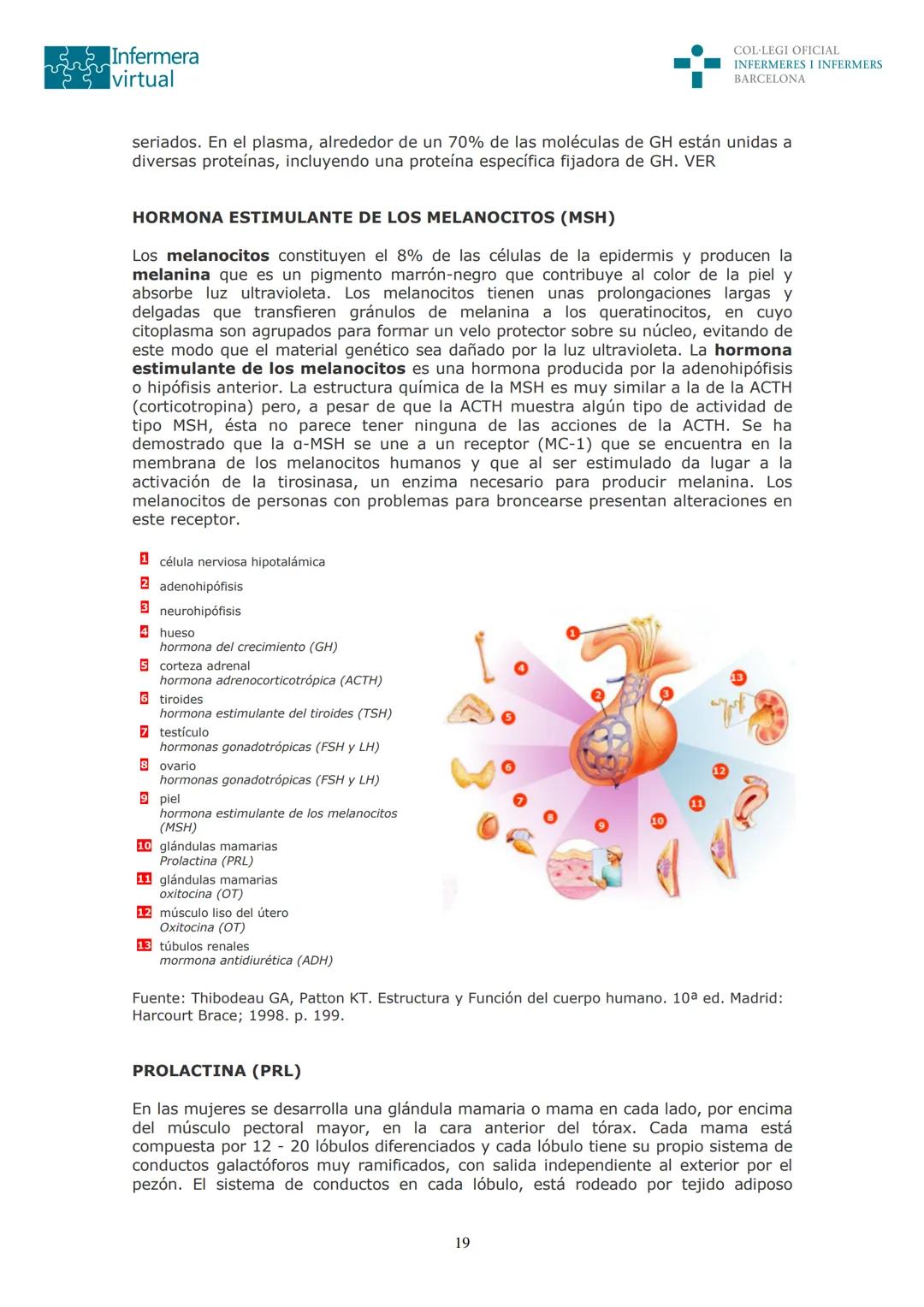 ५५
Infermera
virtual
DOCUMENTO ORIGINAL DE LA AUTORA
SISTEMA ENDOCRINO
• ENDOCRINOLOGÍA. GENERALIDADES
Concepto de glándula endocrina y d