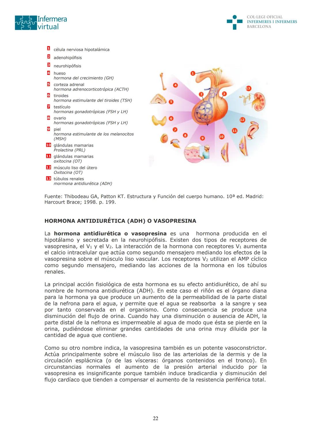 ५५
Infermera
virtual
DOCUMENTO ORIGINAL DE LA AUTORA
SISTEMA ENDOCRINO
• ENDOCRINOLOGÍA. GENERALIDADES
Concepto de glándula endocrina y d
