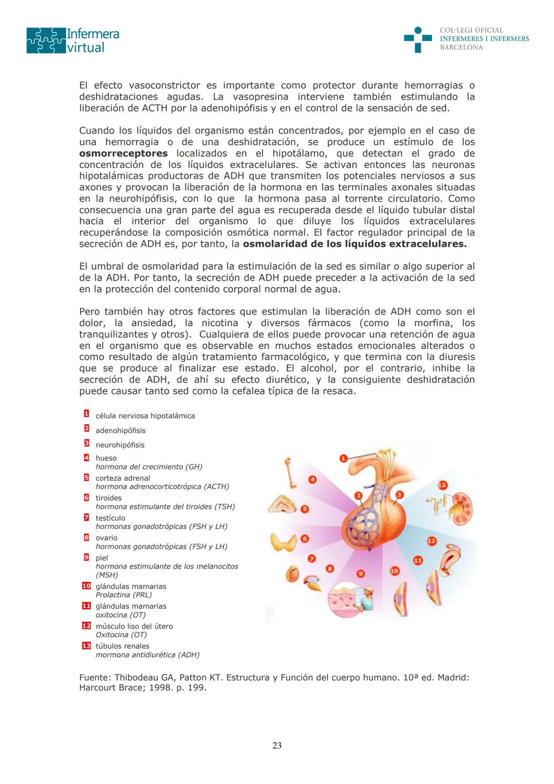 ५५
Infermera
virtual
DOCUMENTO ORIGINAL DE LA AUTORA
SISTEMA ENDOCRINO
• ENDOCRINOLOGÍA. GENERALIDADES
Concepto de glándula endocrina y d