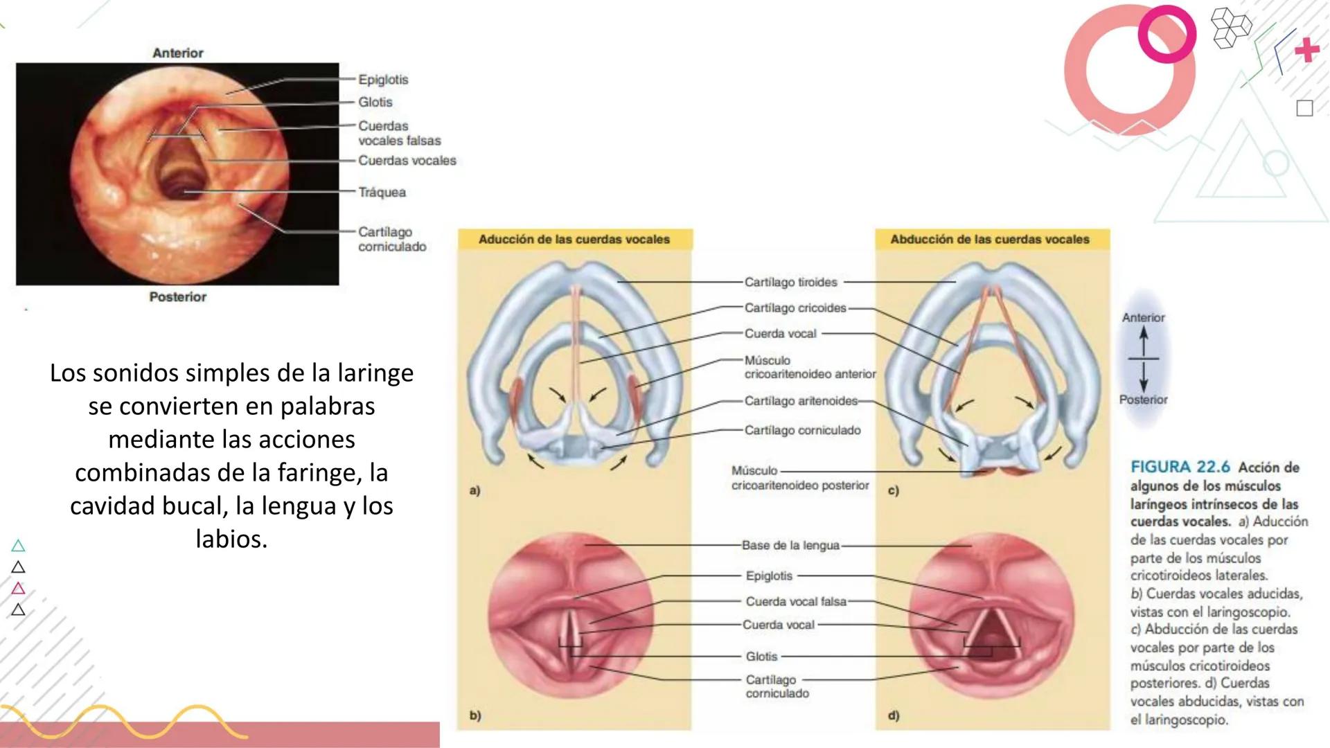 # SISTEMA
RESPIRATORIO
Docente: Jacqueline Betancur Bustamante
FUMC
María Cano
Fundación Universitaria
Vigilada MinEducación
Acredi
tac