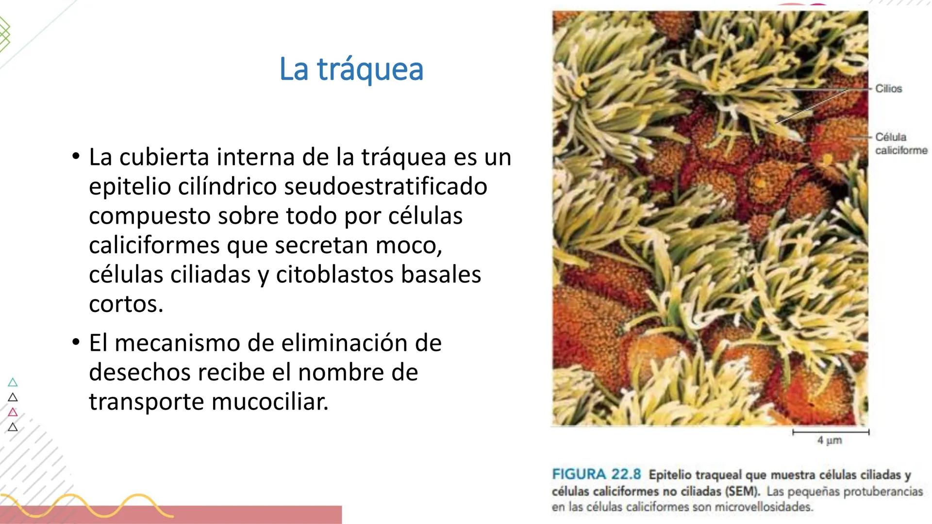# SISTEMA
RESPIRATORIO
Docente: Jacqueline Betancur Bustamante
FUMC
María Cano
Fundación Universitaria
Vigilada MinEducación
Acredi
tac