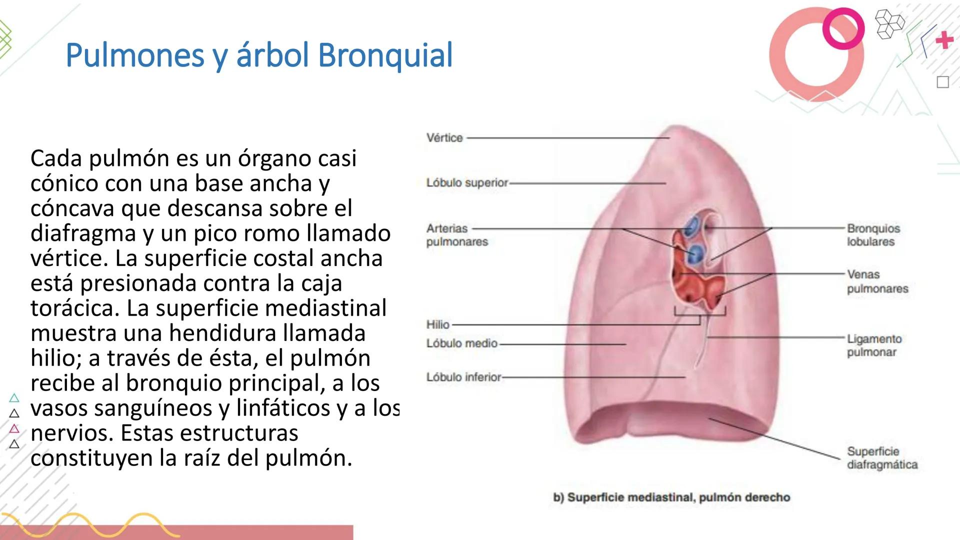# SISTEMA
RESPIRATORIO
Docente: Jacqueline Betancur Bustamante
FUMC
María Cano
Fundación Universitaria
Vigilada MinEducación
Acredi
tac