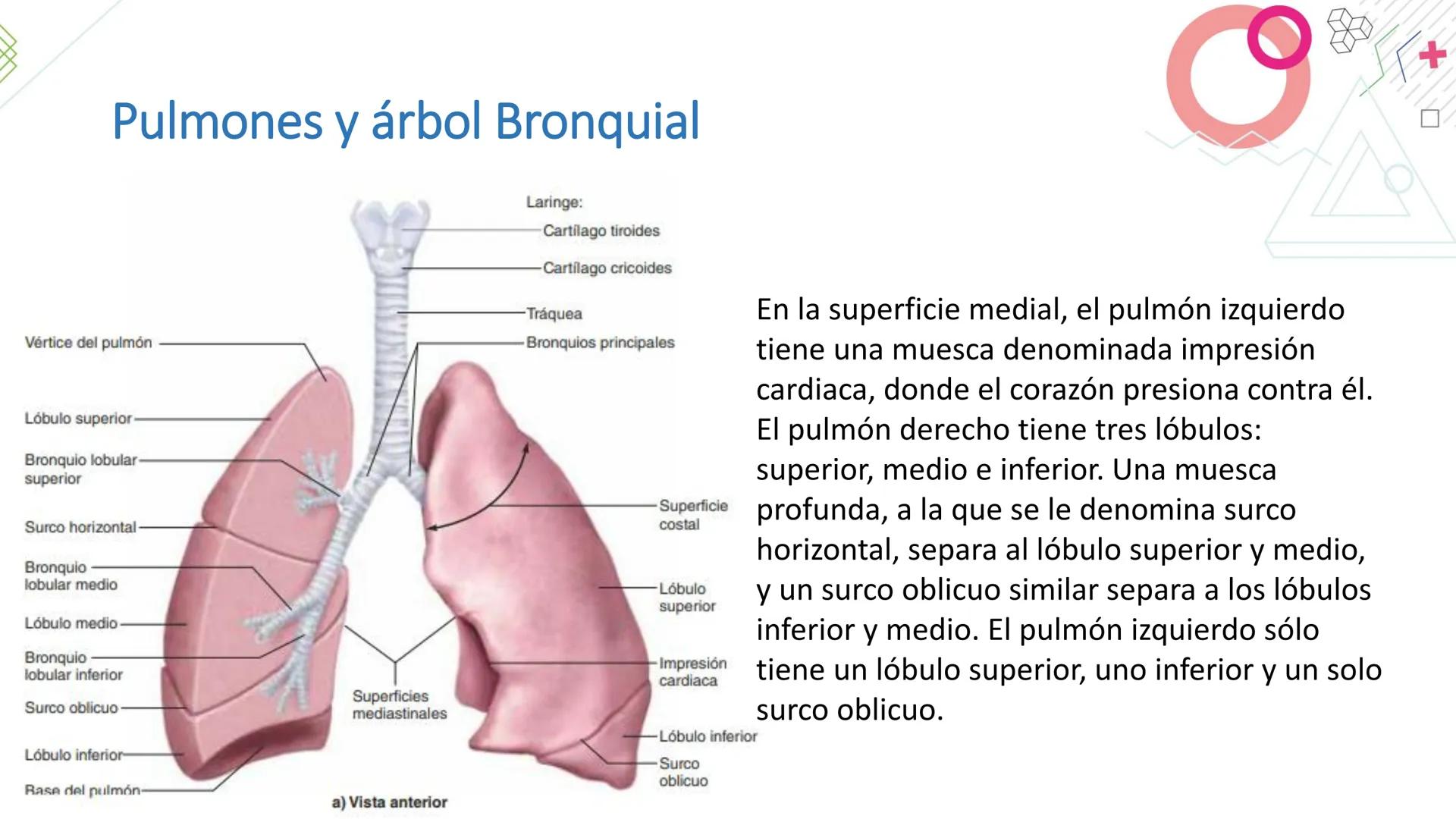 # SISTEMA
RESPIRATORIO
Docente: Jacqueline Betancur Bustamante
FUMC
María Cano
Fundación Universitaria
Vigilada MinEducación
Acredi
tac