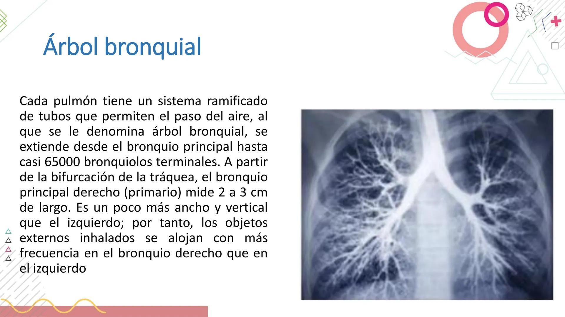 # SISTEMA
RESPIRATORIO
Docente: Jacqueline Betancur Bustamante
FUMC
María Cano
Fundación Universitaria
Vigilada MinEducación
Acredi
tac