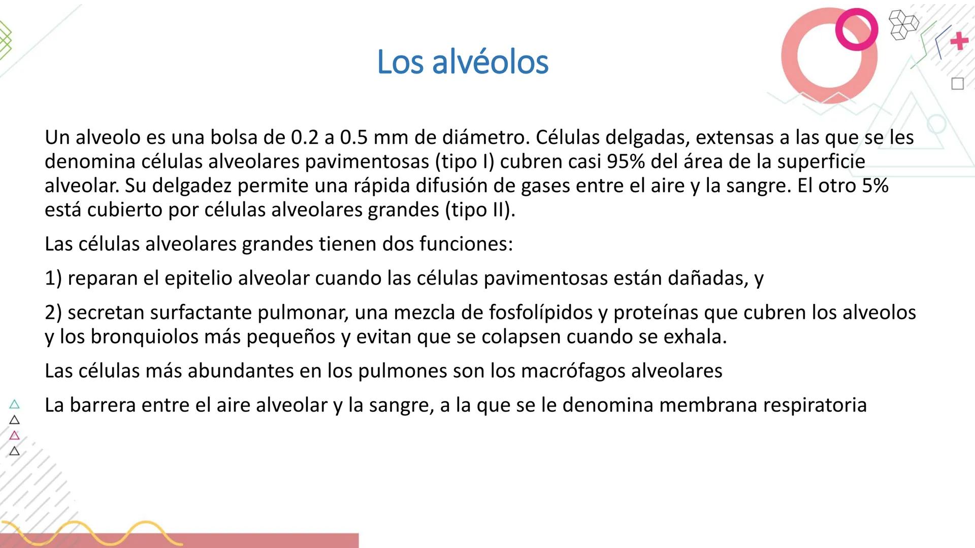 # SISTEMA
RESPIRATORIO
Docente: Jacqueline Betancur Bustamante
FUMC
María Cano
Fundación Universitaria
Vigilada MinEducación
Acredi
tac