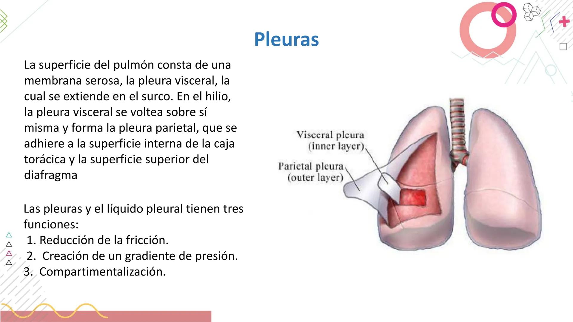 # SISTEMA
RESPIRATORIO
Docente: Jacqueline Betancur Bustamante
FUMC
María Cano
Fundación Universitaria
Vigilada MinEducación
Acredi
tac