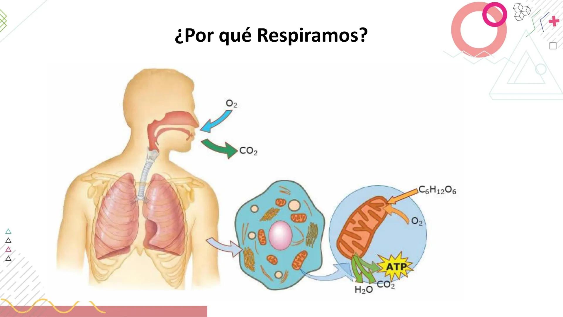 # SISTEMA
RESPIRATORIO
Docente: Jacqueline Betancur Bustamante
FUMC
María Cano
Fundación Universitaria
Vigilada MinEducación
Acredi
tac