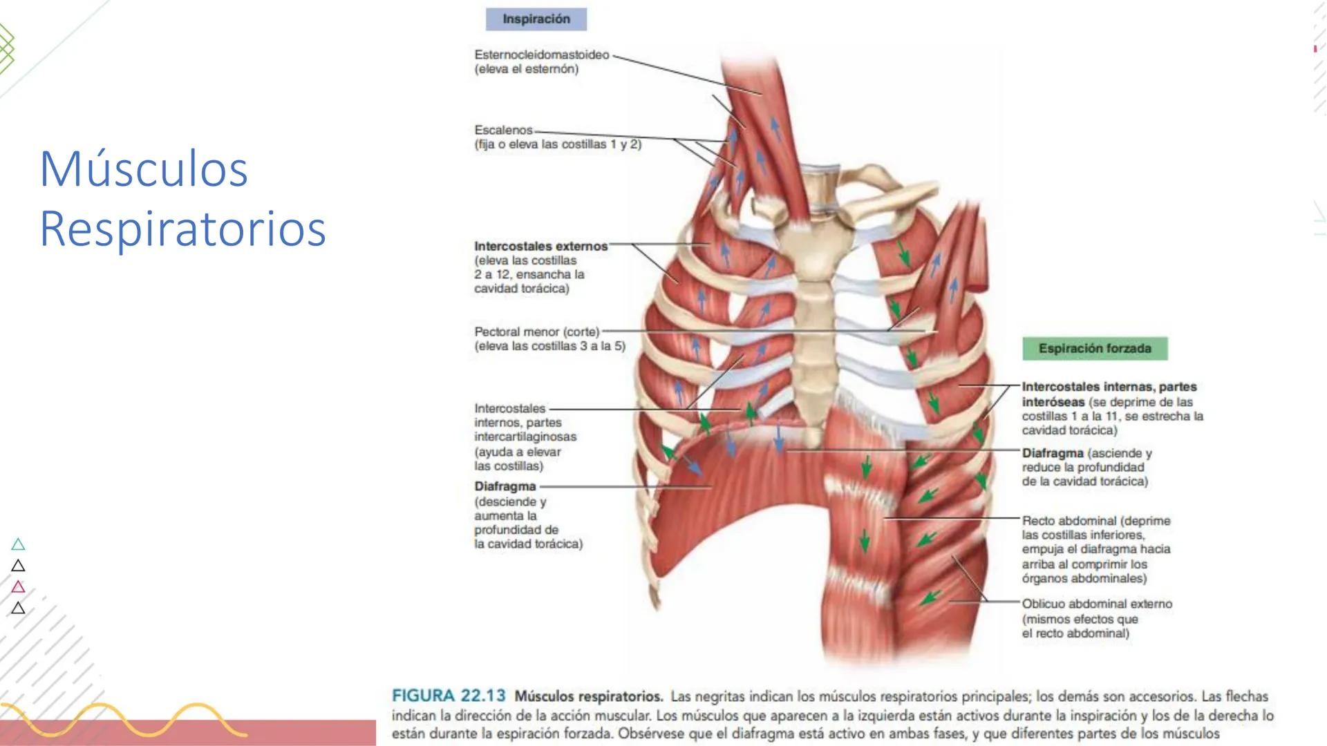 # SISTEMA
RESPIRATORIO
Docente: Jacqueline Betancur Bustamante
FUMC
María Cano
Fundación Universitaria
Vigilada MinEducación
Acredi
tac