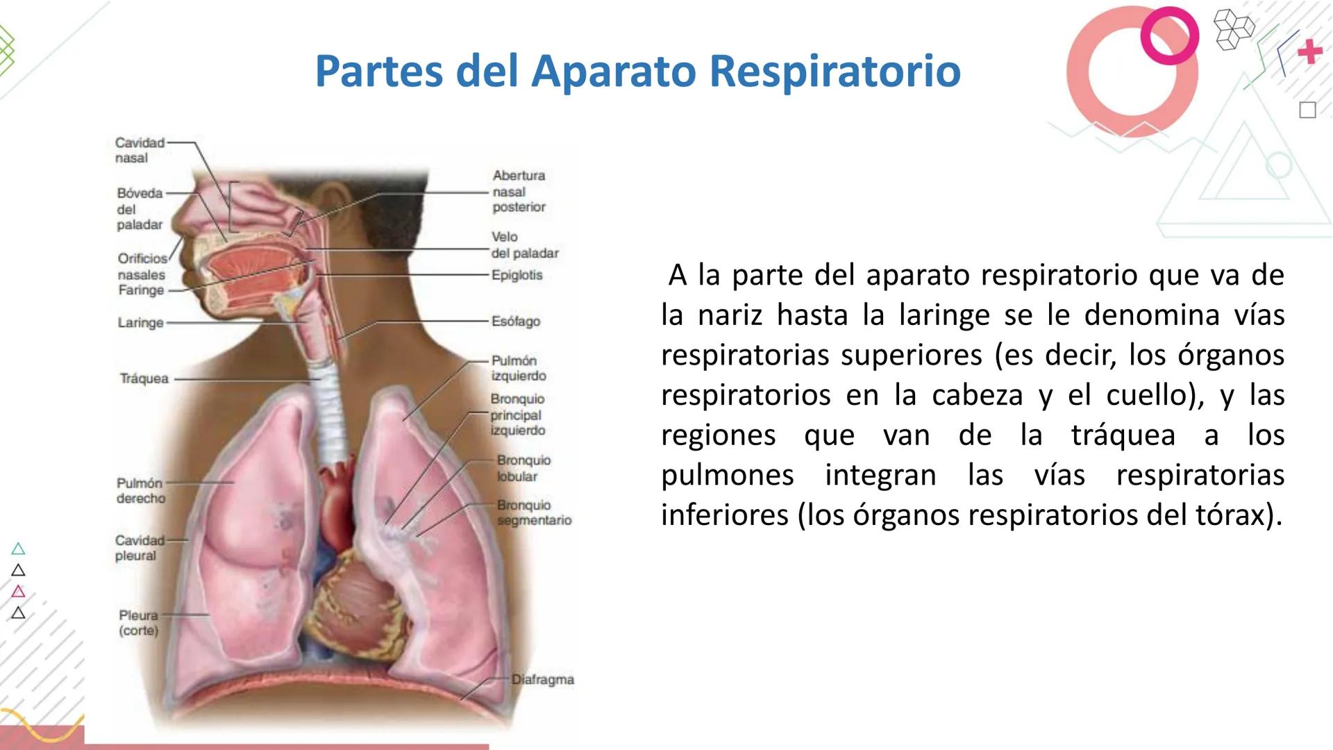 # SISTEMA
RESPIRATORIO
Docente: Jacqueline Betancur Bustamante
FUMC
María Cano
Fundación Universitaria
Vigilada MinEducación
Acredi
tac