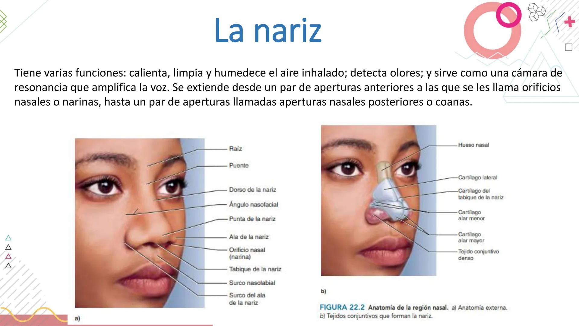 # SISTEMA
RESPIRATORIO
Docente: Jacqueline Betancur Bustamante
FUMC
María Cano
Fundación Universitaria
Vigilada MinEducación
Acredi
tac