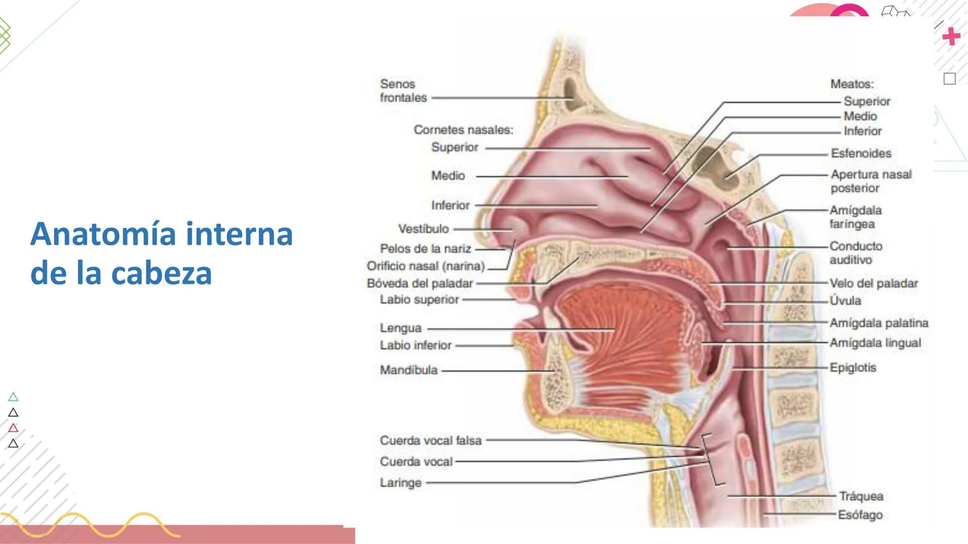# SISTEMA
RESPIRATORIO
Docente: Jacqueline Betancur Bustamante
FUMC
María Cano
Fundación Universitaria
Vigilada MinEducación
Acredi
tac