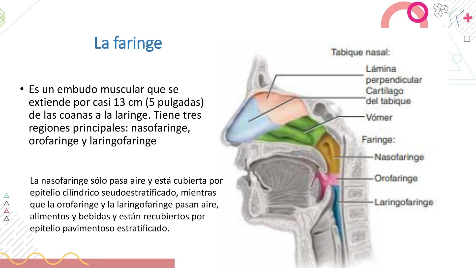 # SISTEMA
RESPIRATORIO
Docente: Jacqueline Betancur Bustamante
FUMC
María Cano
Fundación Universitaria
Vigilada MinEducación
Acredi
tac