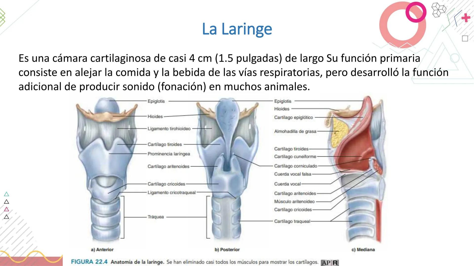 # SISTEMA
RESPIRATORIO
Docente: Jacqueline Betancur Bustamante
FUMC
María Cano
Fundación Universitaria
Vigilada MinEducación
Acredi
tac