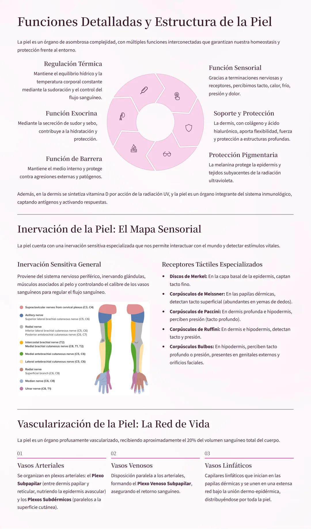 # El Sistema Tegumentario: Nuestra Barrera Vital
La piel es mucho más que una simple envoltura; es el órgano más grande y multifuncional de