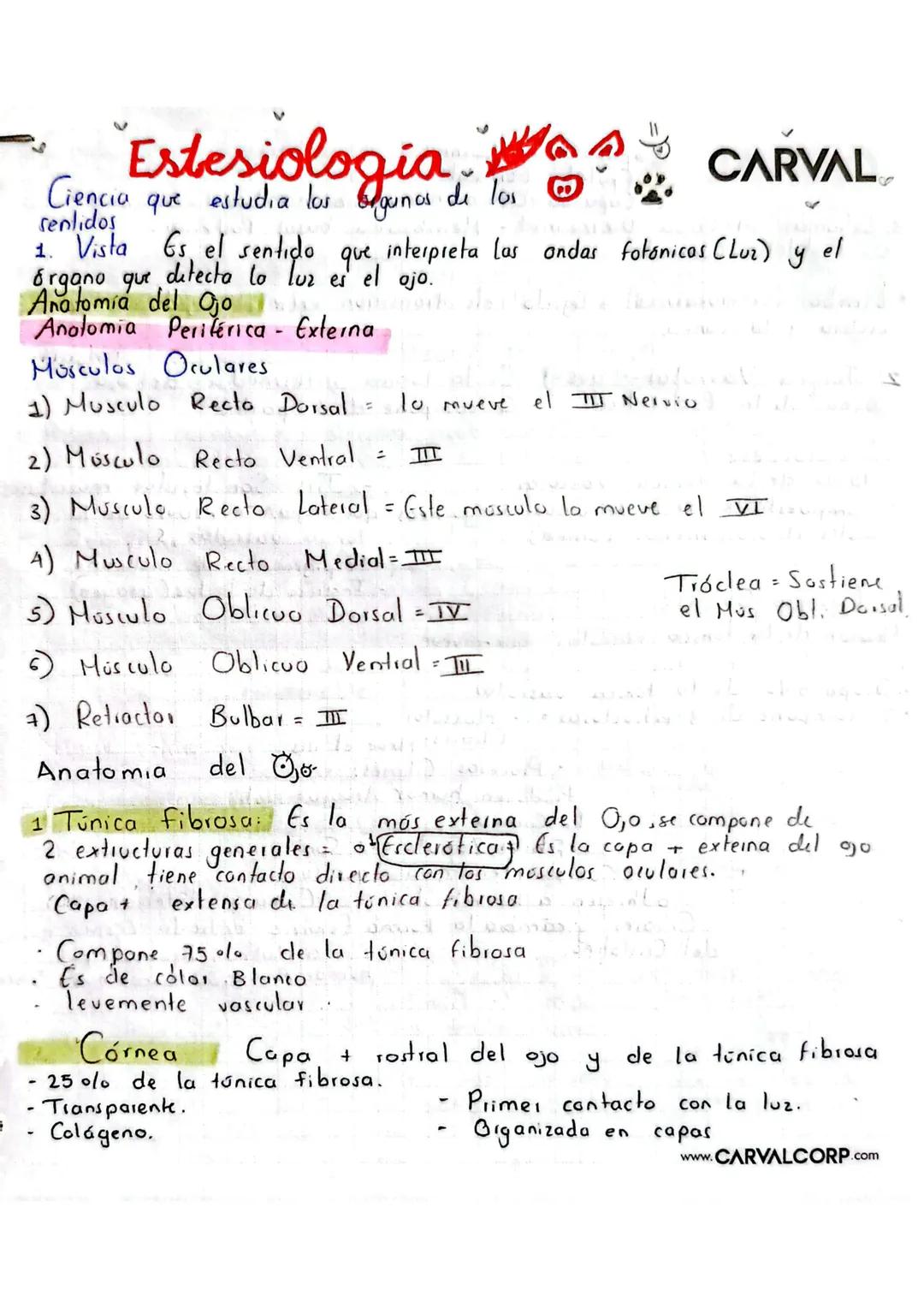 # Estesiologia CARVAL
Ciencia que estudia los gunos de los
senlidos
1. Vista Es el sentido que interpreta las ondas fotonicas (Lur) y el
ó