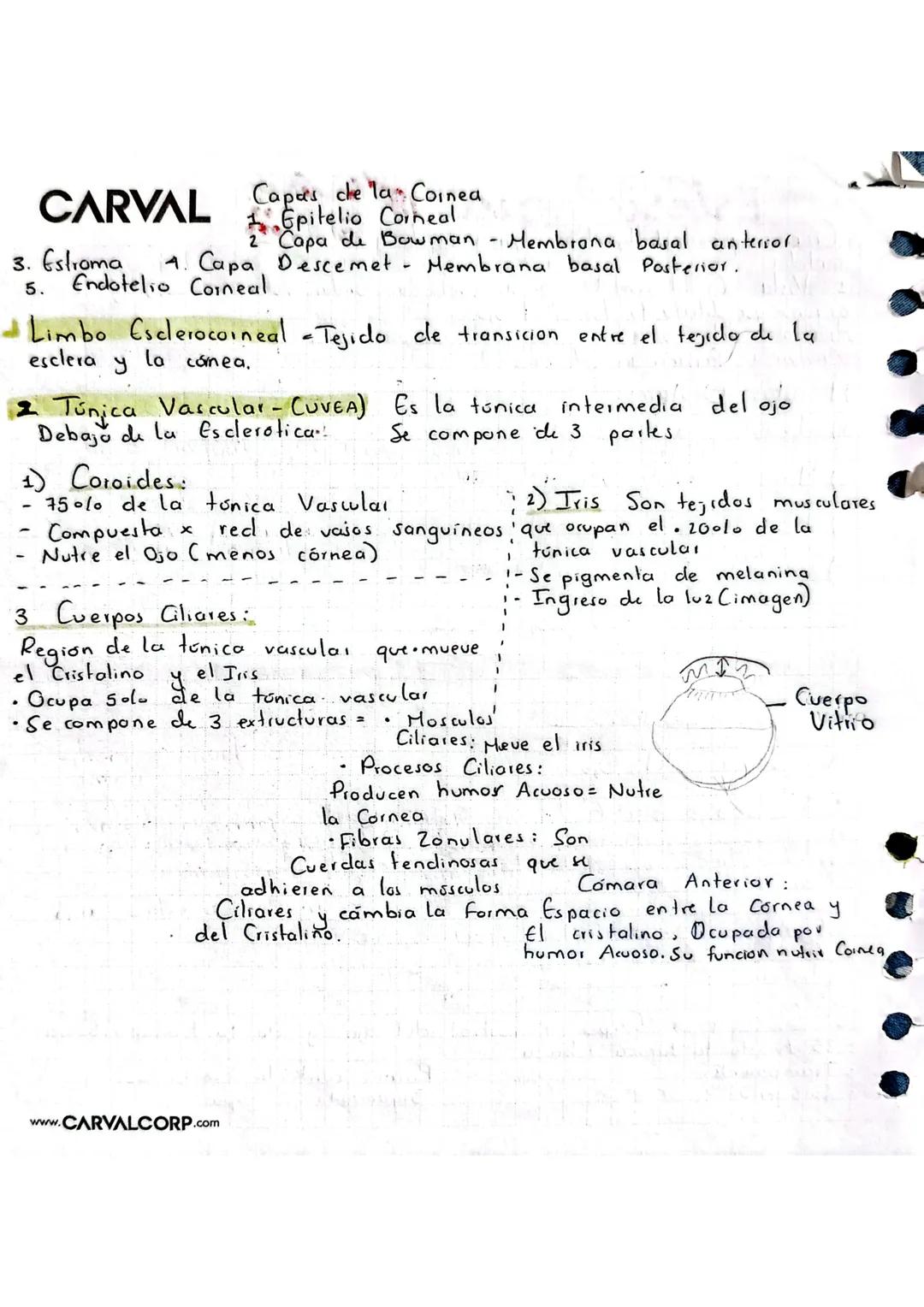 # Estesiologia CARVAL
Ciencia que estudia los gunos de los
senlidos
1. Vista Es el sentido que interpreta las ondas fotonicas (Lur) y el
ó