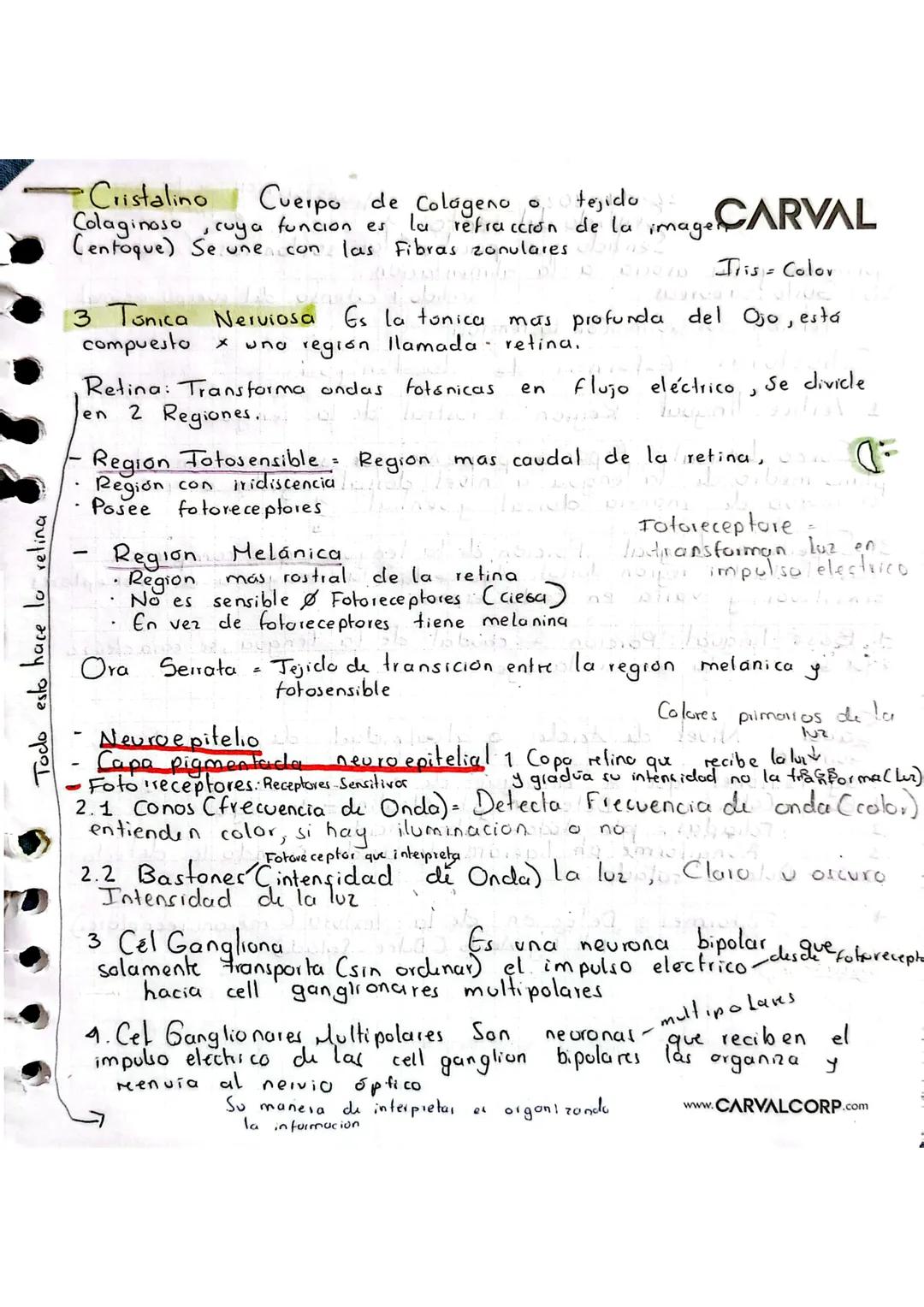 # Estesiologia CARVAL
Ciencia que estudia los gunos de los
senlidos
1. Vista Es el sentido que interpreta las ondas fotonicas (Lur) y el
ó