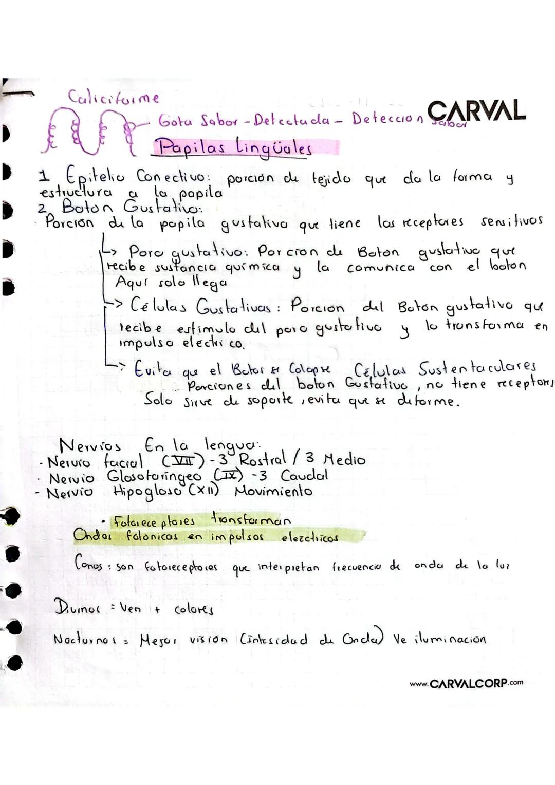 # Estesiologia CARVAL
Ciencia que estudia los gunos de los
senlidos
1. Vista Es el sentido que interpreta las ondas fotonicas (Lur) y el
ó
