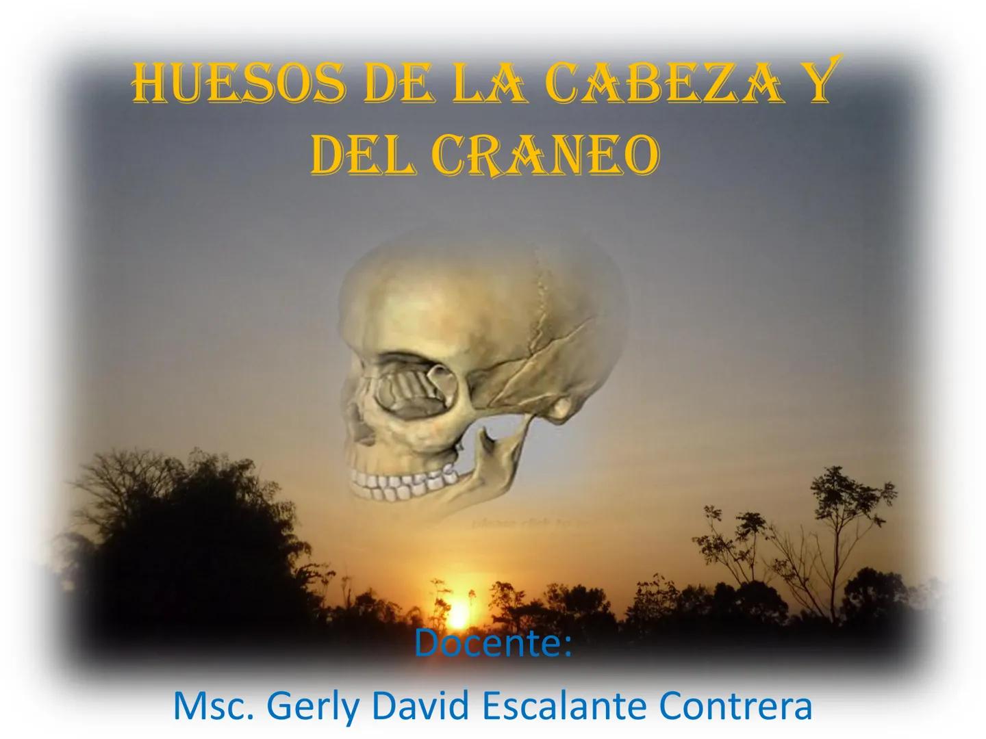 # HUESOS DE LA CABEZA Y
DEL CRANEO
please chek to en
Docente:
Msc. Gerly David Escalante Contrera FUNCION
• Proteger al encéfalo y sus an