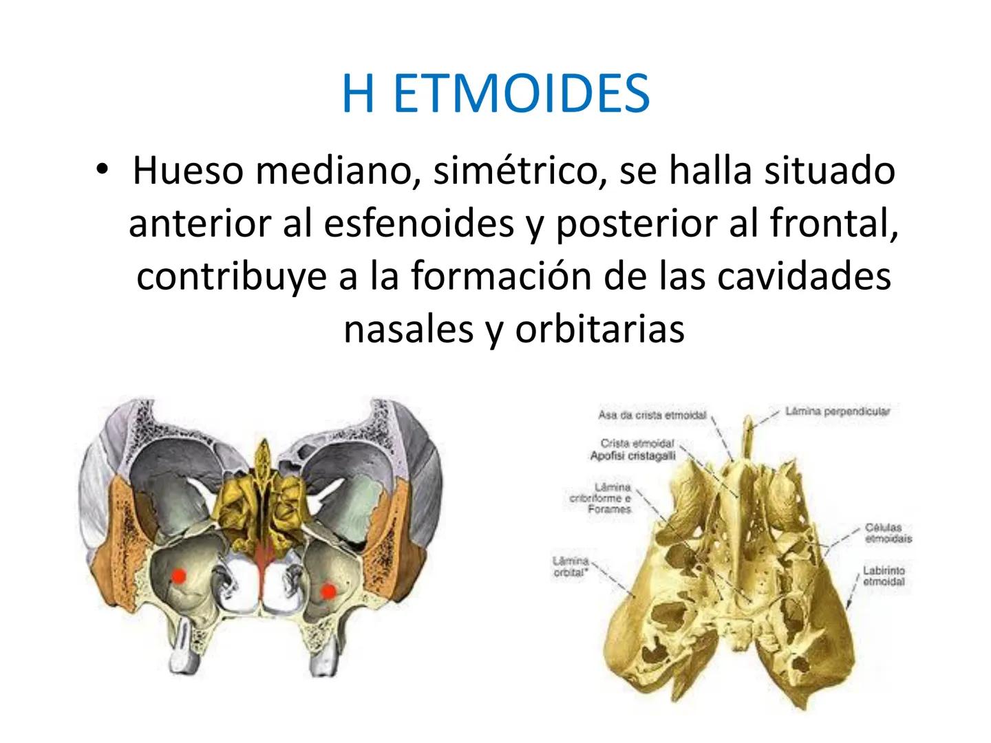 # HUESOS DE LA CABEZA Y
DEL CRANEO
please chek to en
Docente:
Msc. Gerly David Escalante Contrera FUNCION
• Proteger al encéfalo y sus an